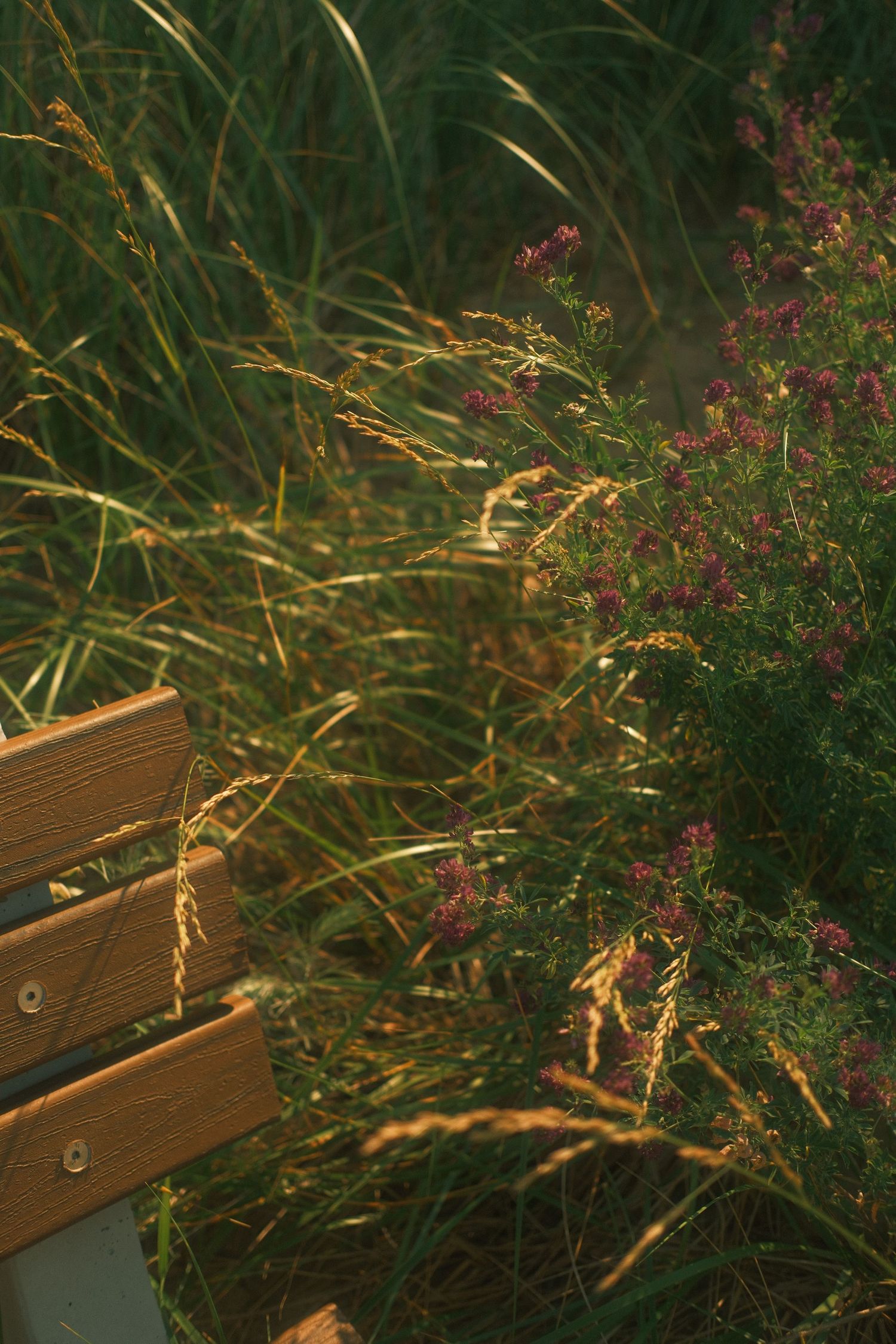 Wooden bench surrounded by tall golden grasses and pink wildflowers in warm sunlight.