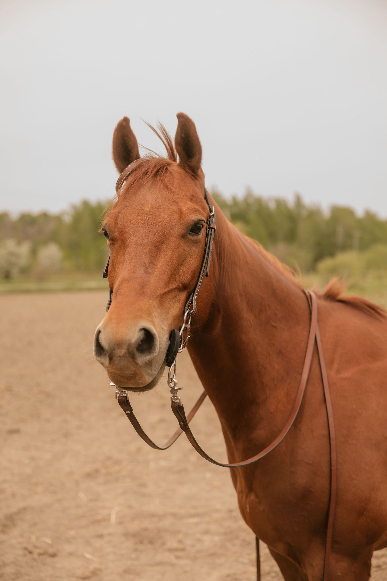A chestnut brown horse wearing a leather bridle stands in a sandy paddock with trees in the background.