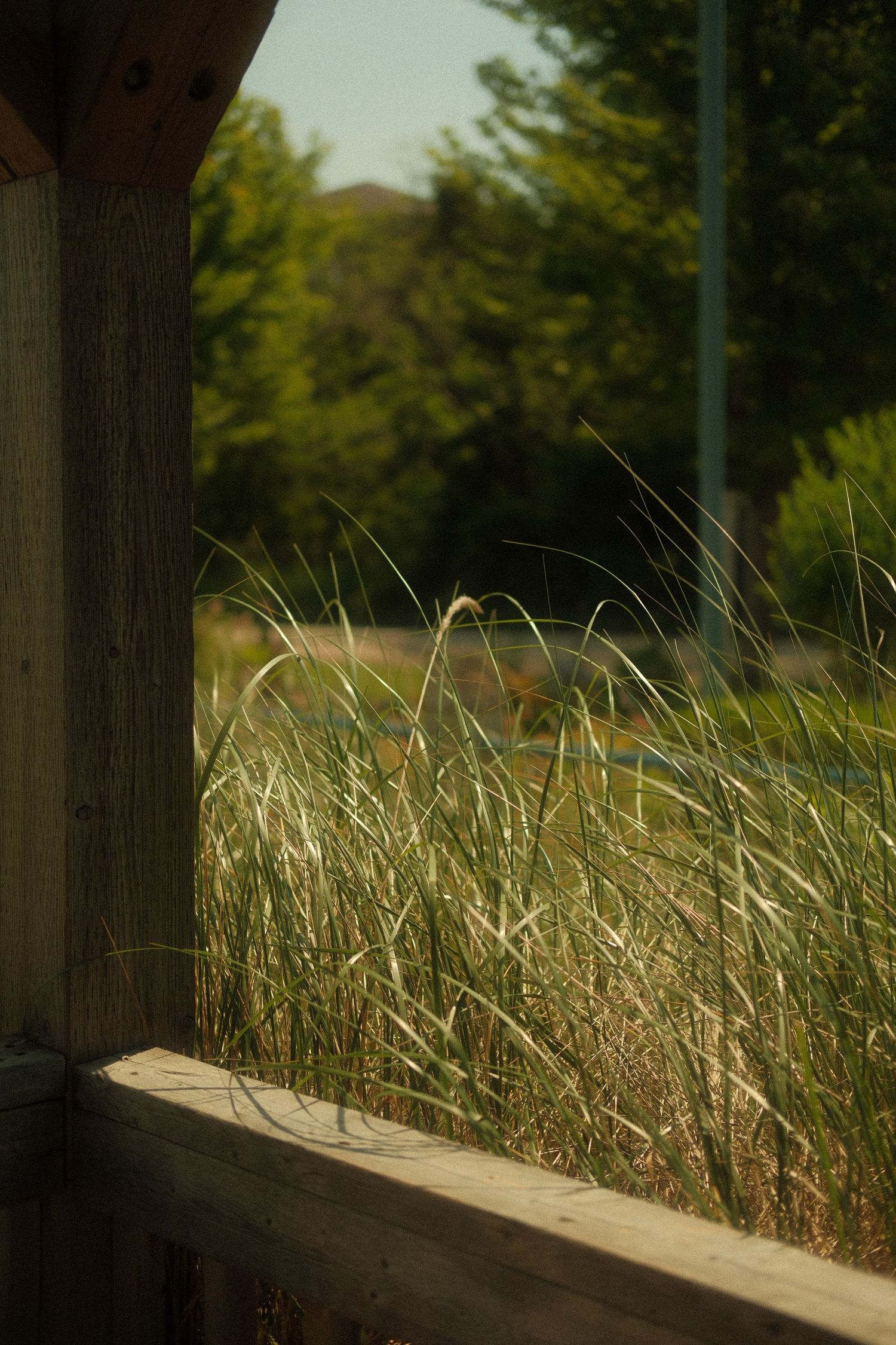 Tall wild grass grows between wooden fence posts with lush green trees visible in the soft background light.