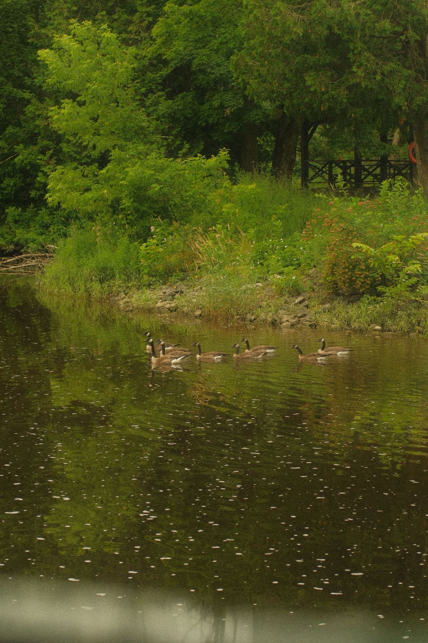 A flock of Canada geese swims peacefully on a calm green pond surrounded by lush trees and vegetation.