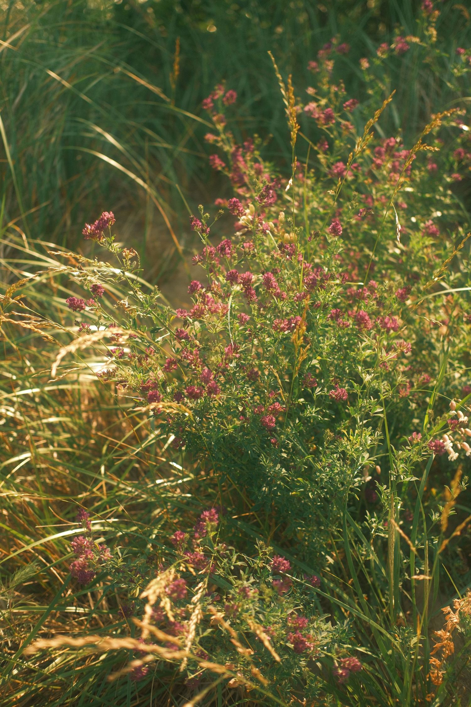 Wild pink flowering herbs and golden grasses growing in a sunlit meadow.