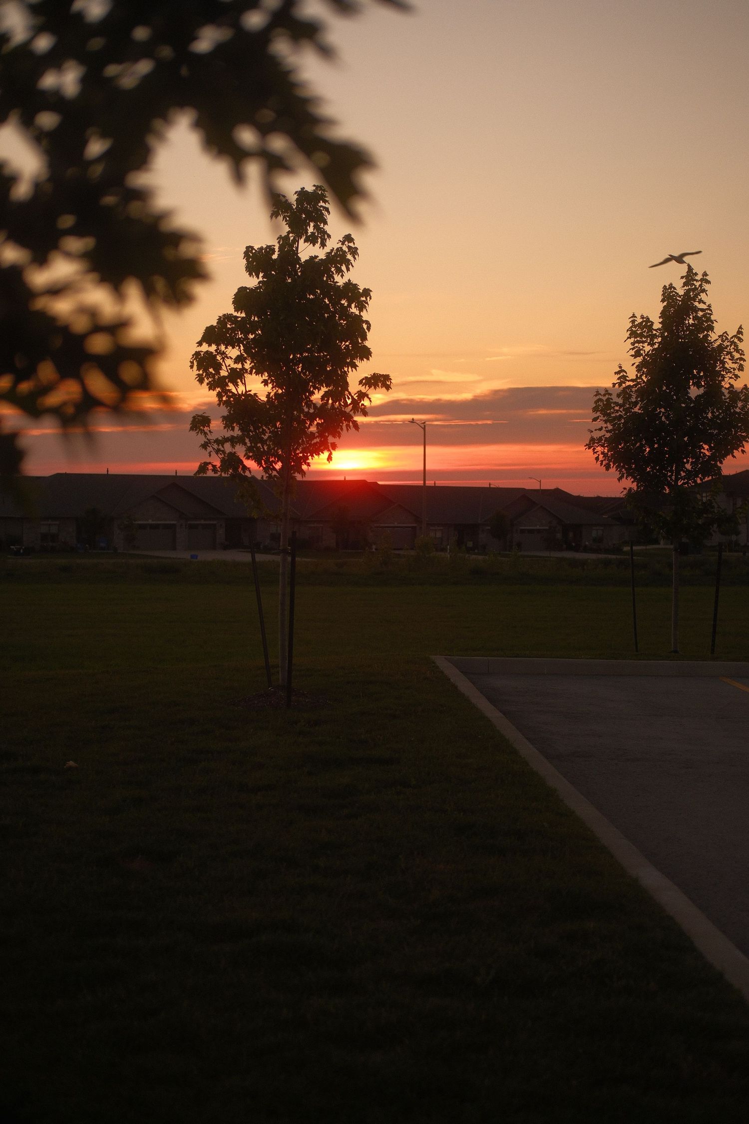 Silhouette of trees against a vibrant orange and red sunset sky over a suburban neighborhood.