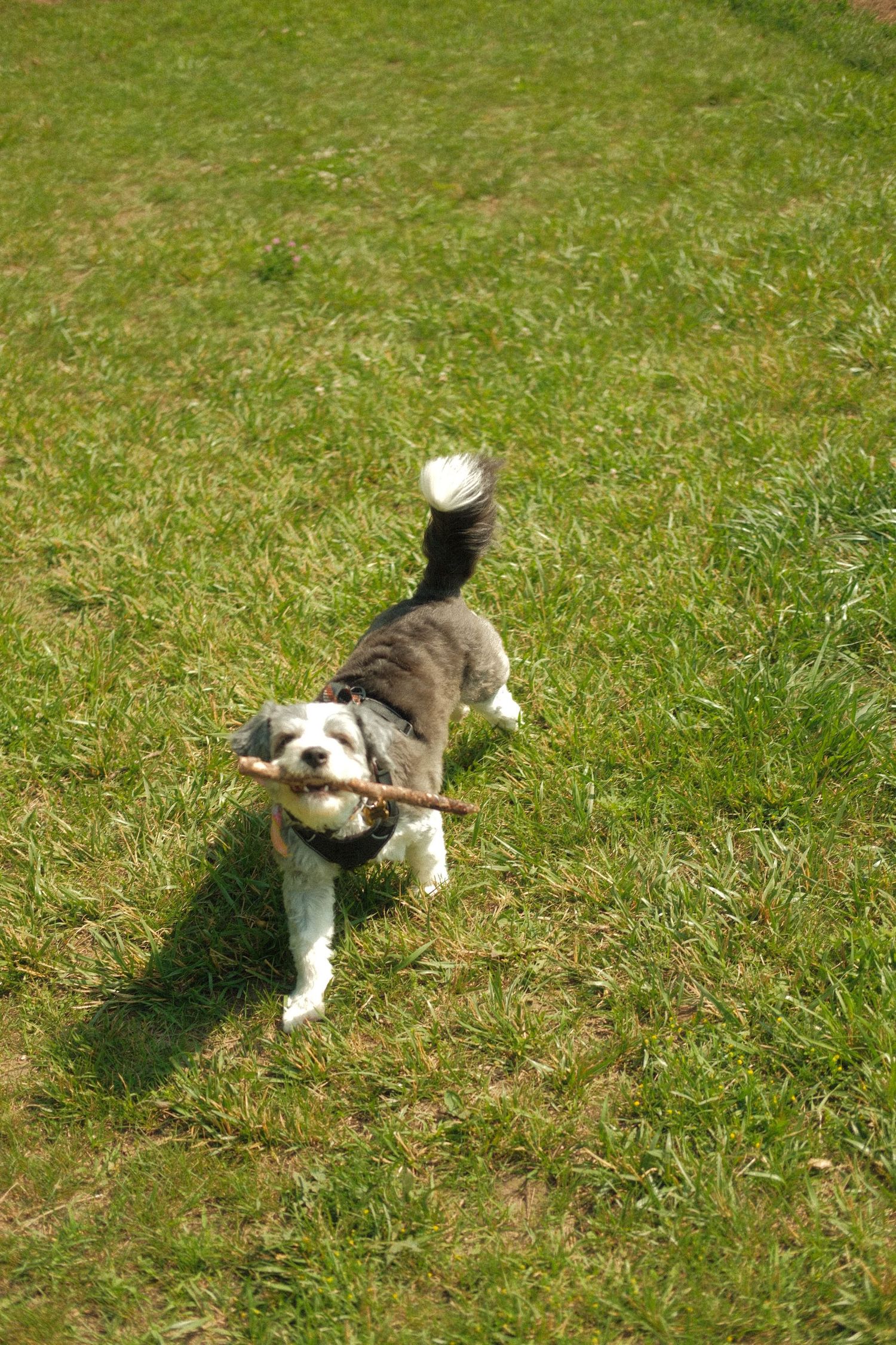 Small gray and white dog running on green grass carrying a stick in its mouth.