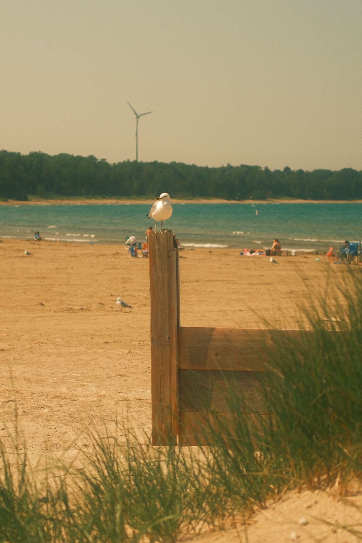 A seagull perches on a wooden post at a sandy beach with turquoise water, beachgoers, and a wind turbine in the background.