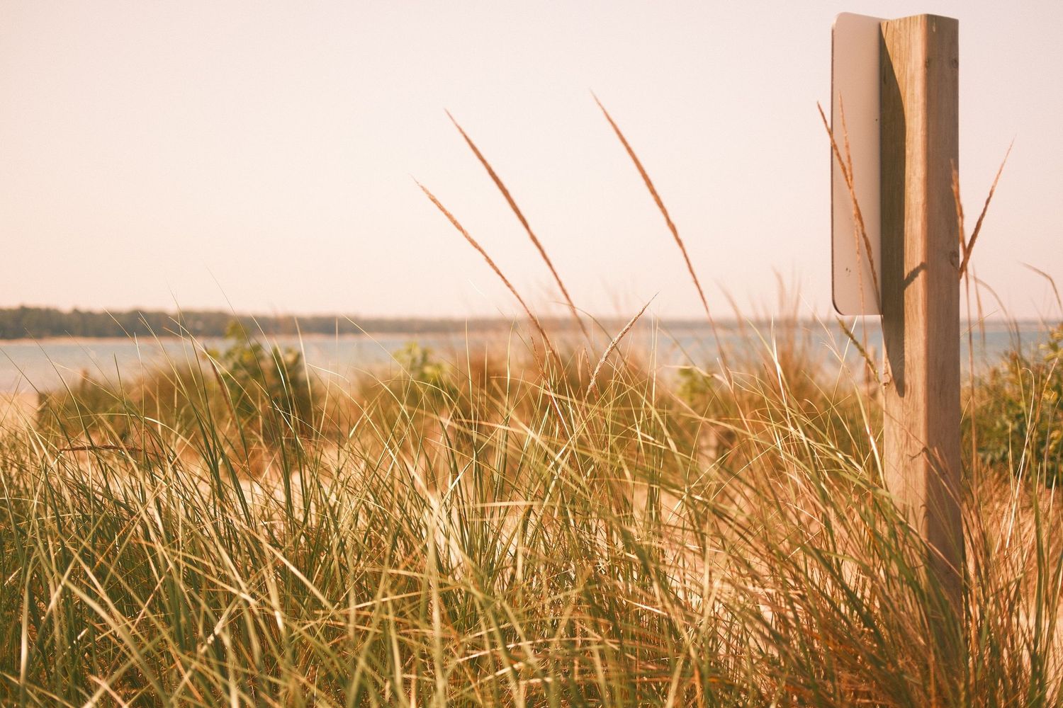 Tall golden beach grass sways near a wooden post with a calm ocean horizon in the background.
