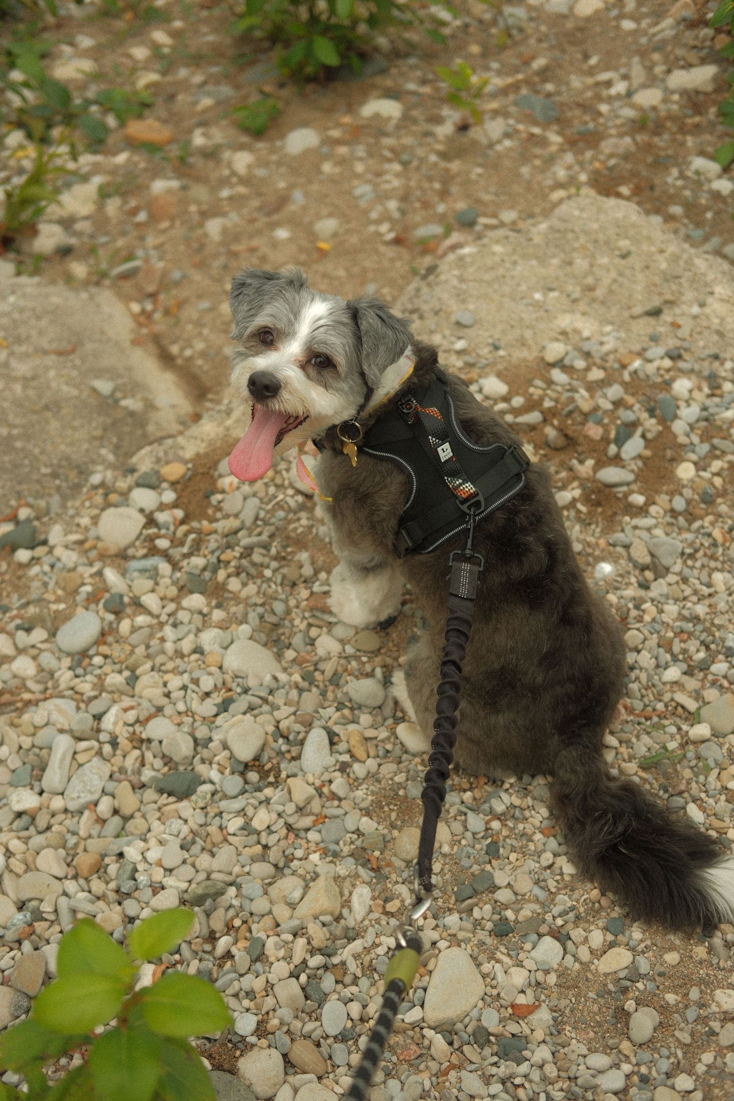 A fluffy gray and white dog on a leash sits up on rocky gravel ground with tongue out.