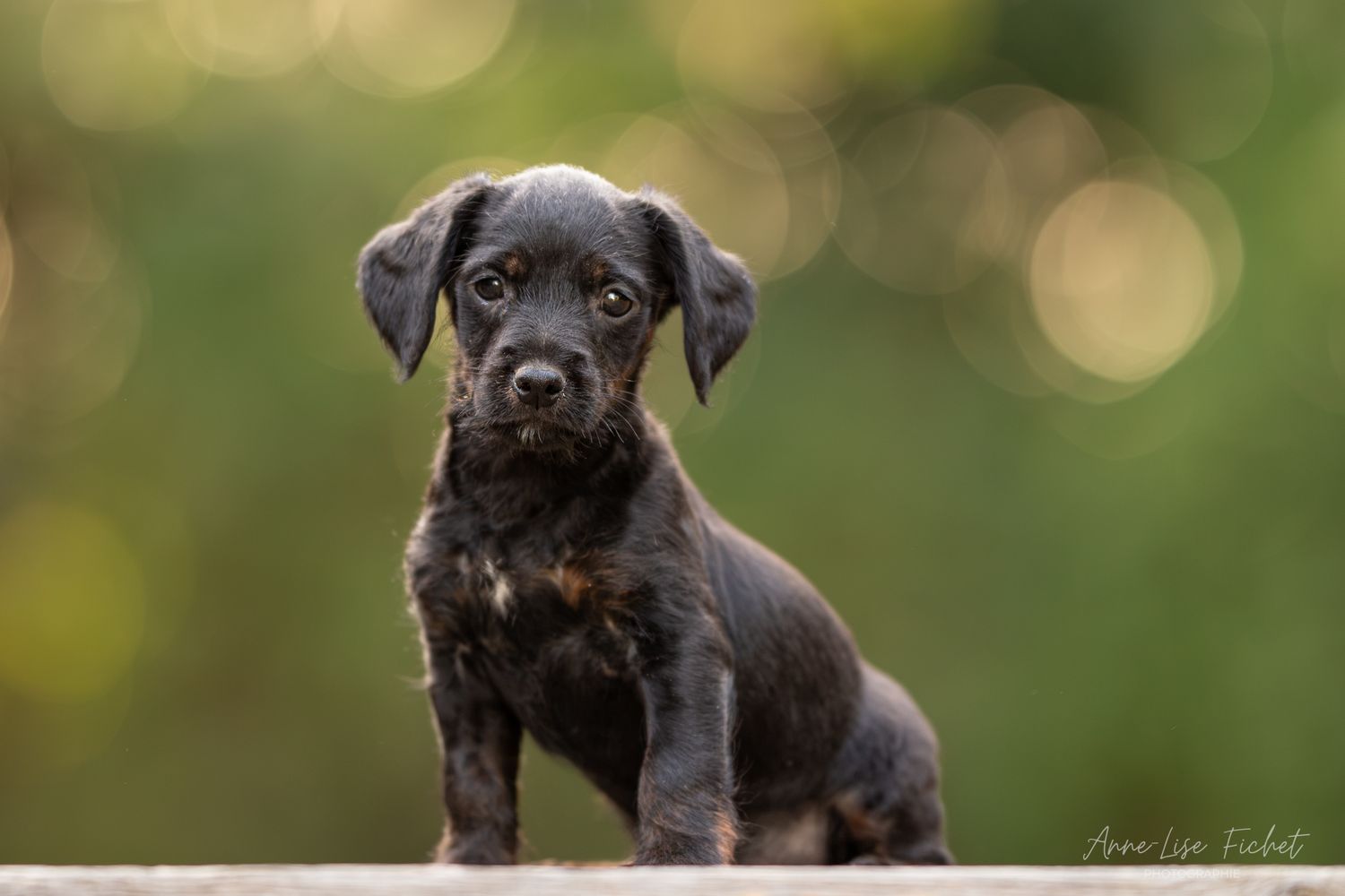 A small black puppy sits attentively on a surface with a soft green bokeh background.