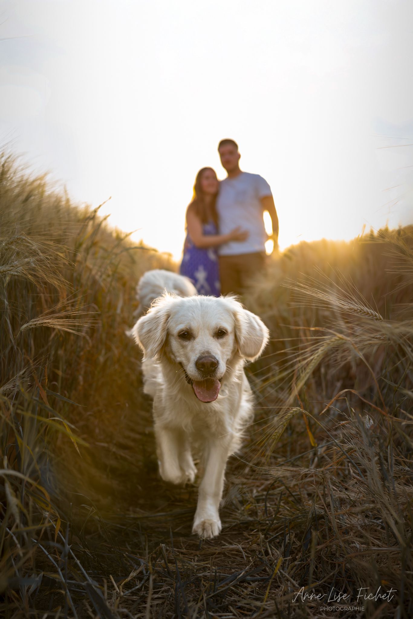 A golden retriever runs through tall grass at sunset with a couple embracing in the background.