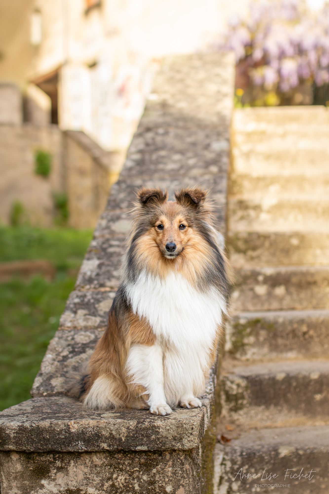 A fluffy Shetland Sheepdog sits gracefully on a stone wall beside steps, with wisteria blooms in the background.