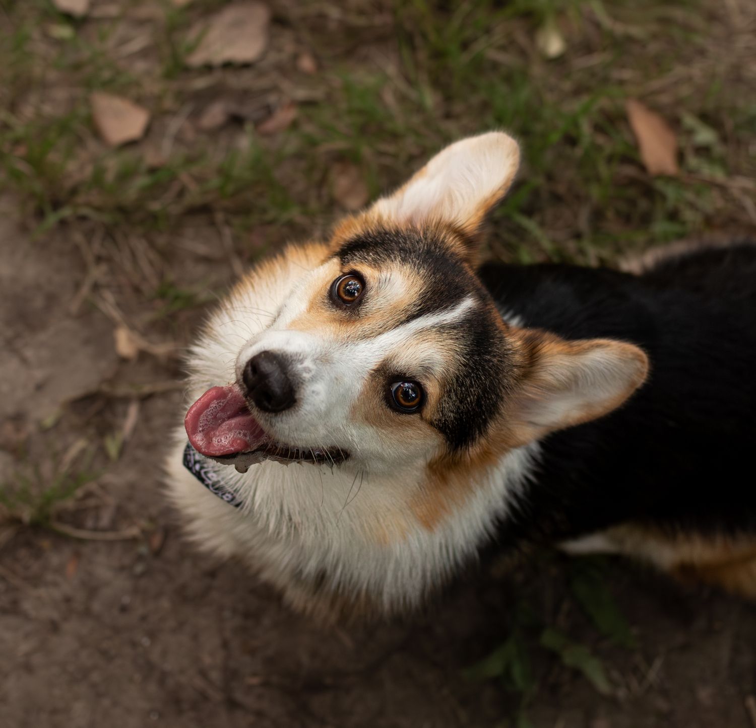 A happy tri-color Corgi dog looks up at the camera with tongue out while sitting outdoors on dirt ground.