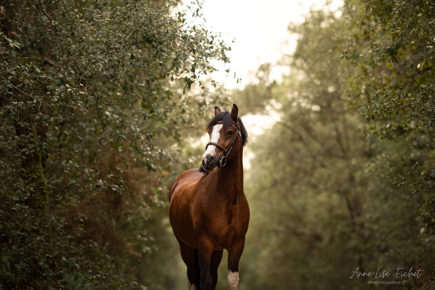 Bay horse with a white blaze and bridle walking along a tree-lined path with soft golden light filtering through green foliage.