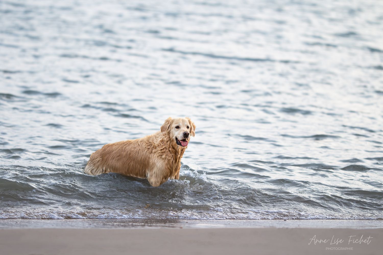 A wet golden retriever dog standing in shallow ocean waves at the beach wearing a red collar.