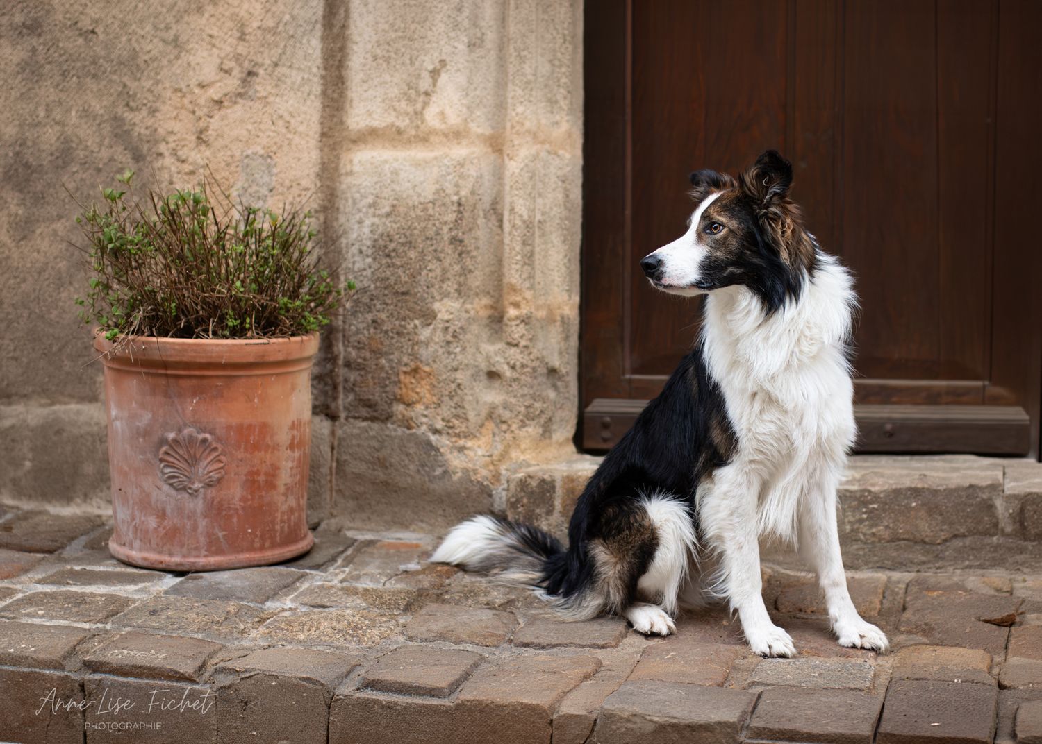 Un Border Collie noir et blanc assis sur des pavés à côté d'un pot en terre cuite, près d'une porte en bois rustique.