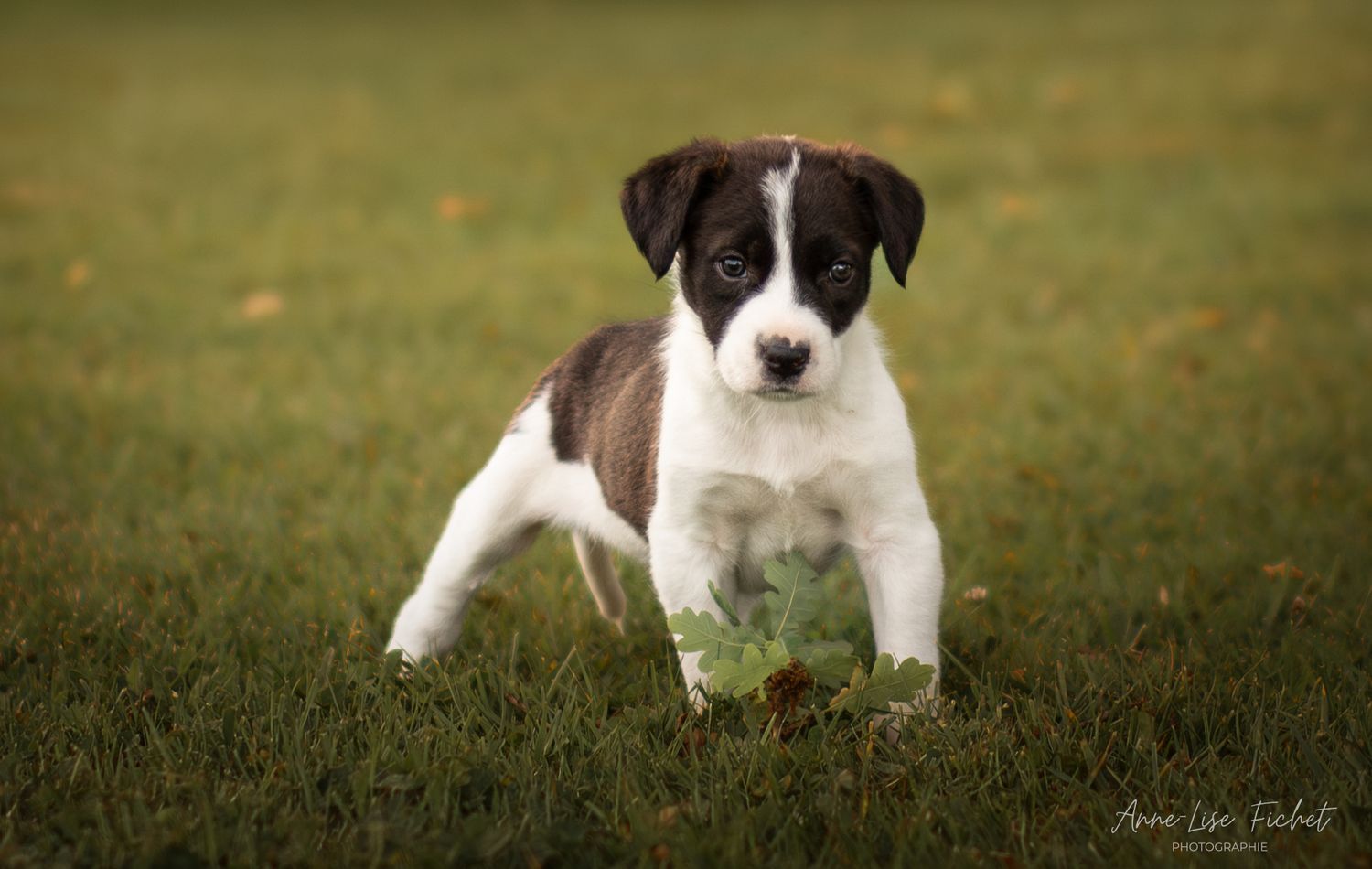 Chiot noir et blanc debout sur l'herbe verte. Séance photo à Verruyes, plan d'eau.