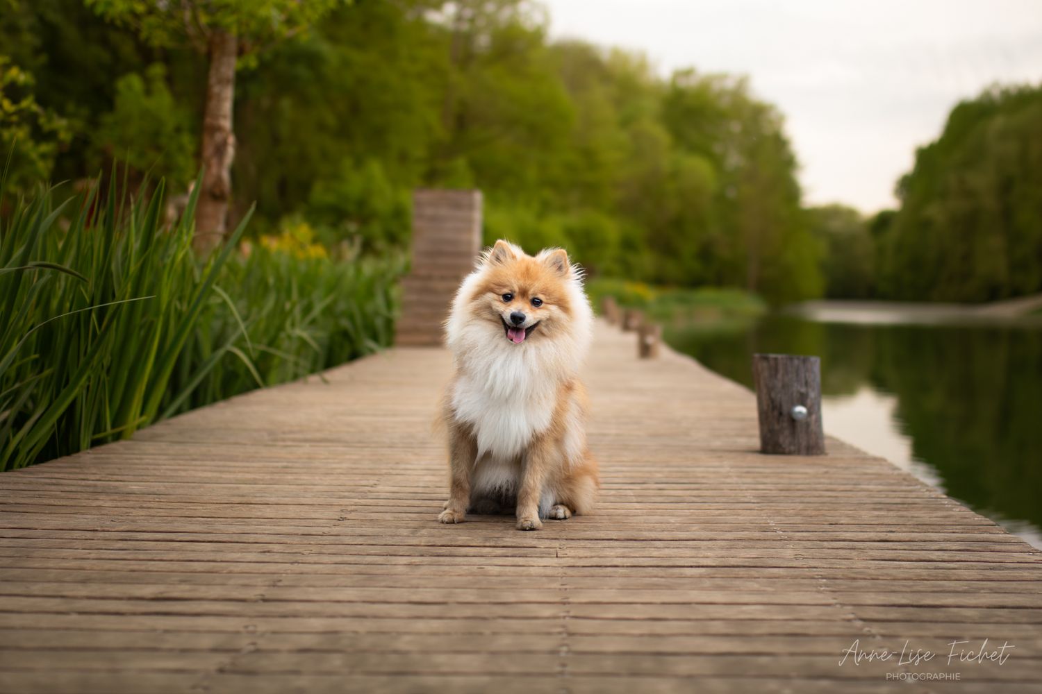 Un adorable petit Spitz est assis sur un ponton en bois, entouré d'une végétation luxuriante et d'un lac paisible en arrière-plan.