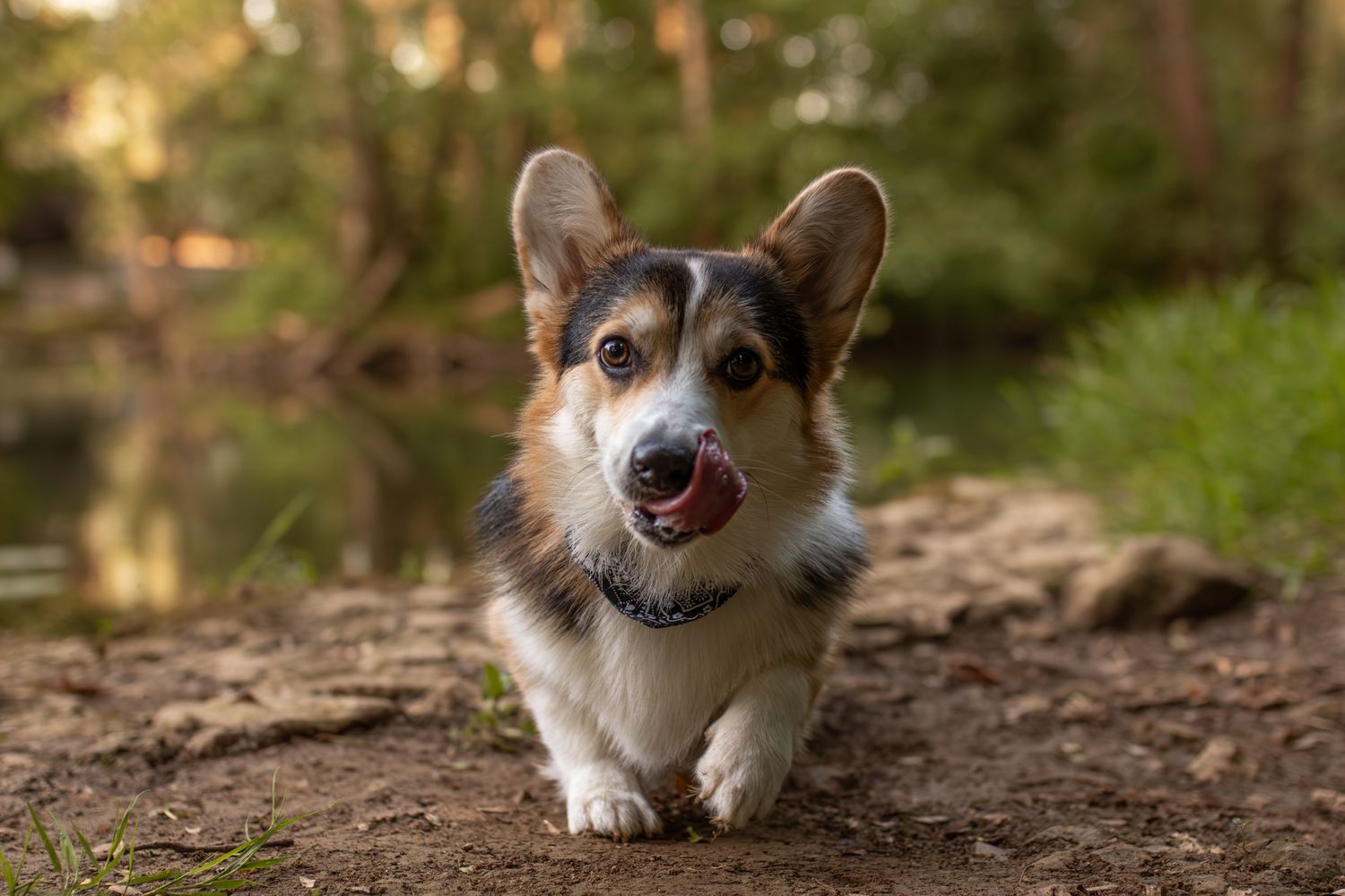A happy Corgi dog running on a dirt path in a forest, tongue out, with tall ears and a tricolor coat.