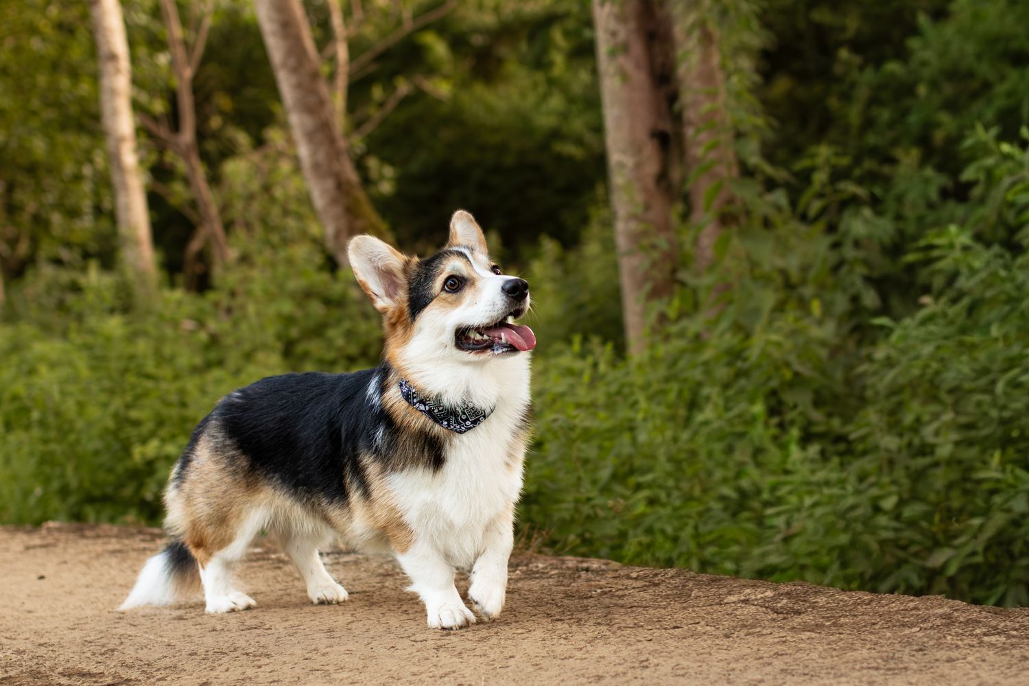 A happy Corgi dog standing on a dirt path in a lush green forest, tongue out and ears perked up.