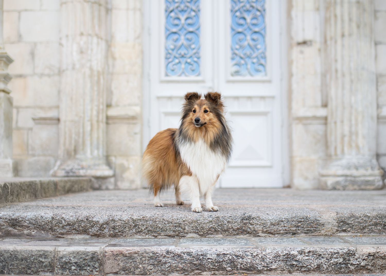 A fluffy Shetland Sheepdog stands on stone steps before an ornate white door.