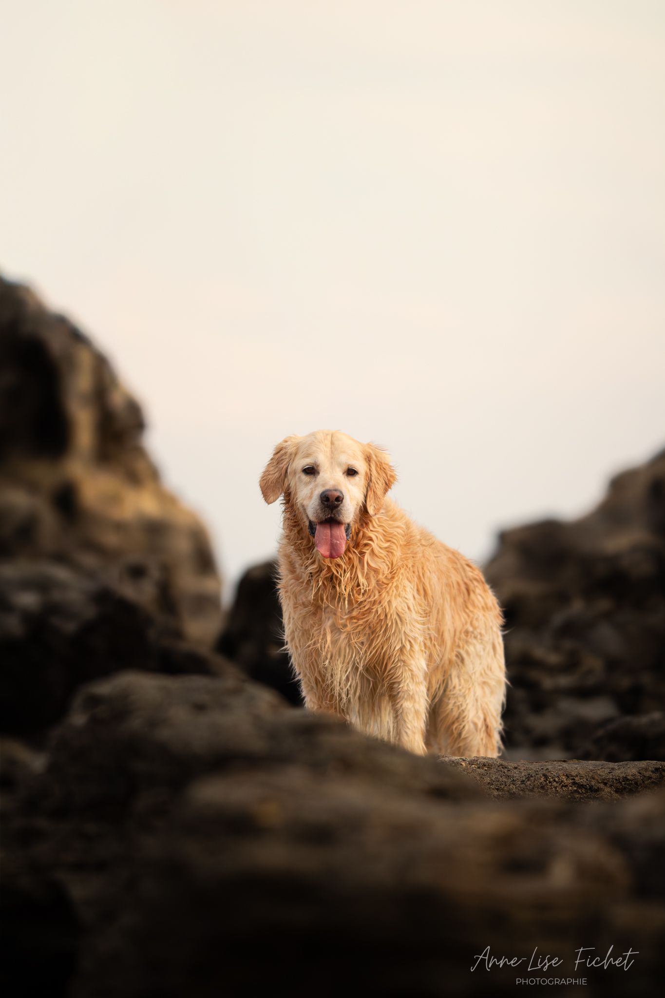 Wet golden retriever standing on dark rocks with tongue out, photographed by Anne-Lise Fichet.