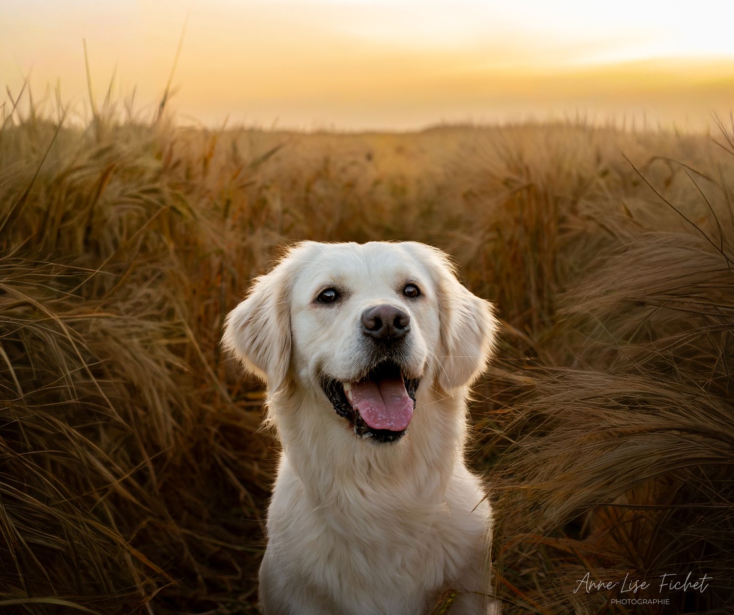 A happy golden retriever sits in a golden wheat field at sunset with tongue out.
