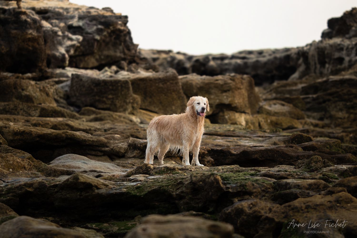 A wet golden retriever stands proudly on rocky coastal terrain, posing among large brown boulders near the ocean.
