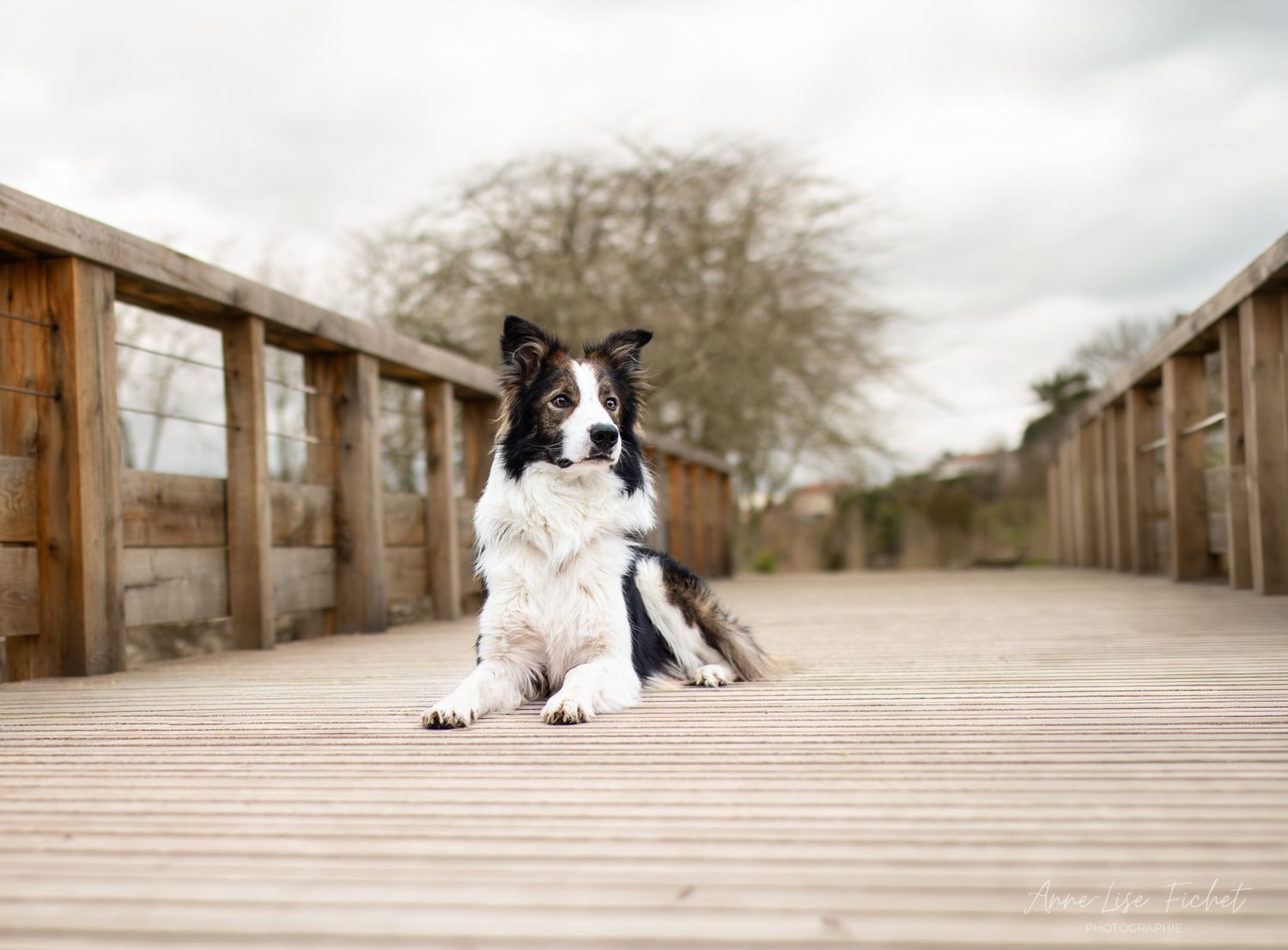 Border collie - Urbain - Parthenay