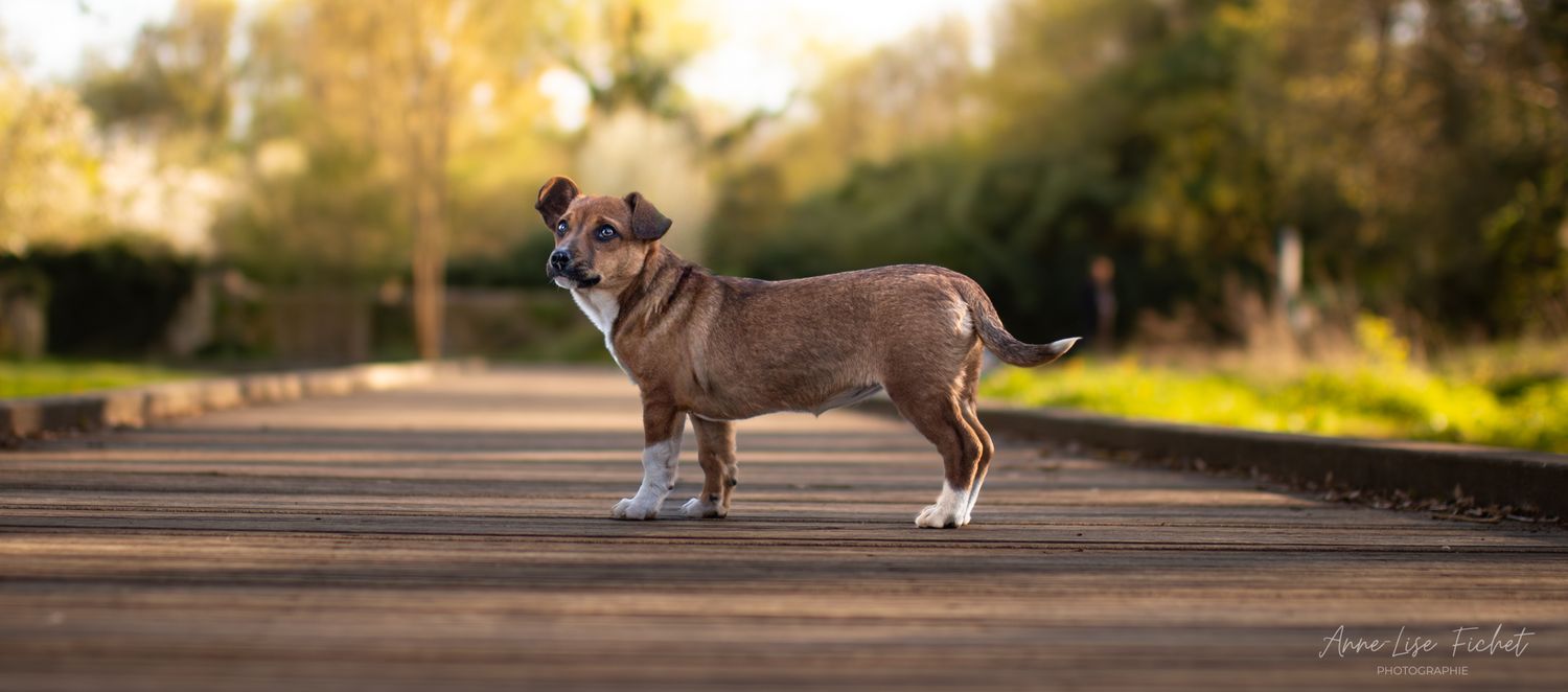 Un chien brun se dresse fièrement sur une route ensoleillée, entouré d'une végétation luxuriante dans un cadre champêtre pittoresque.