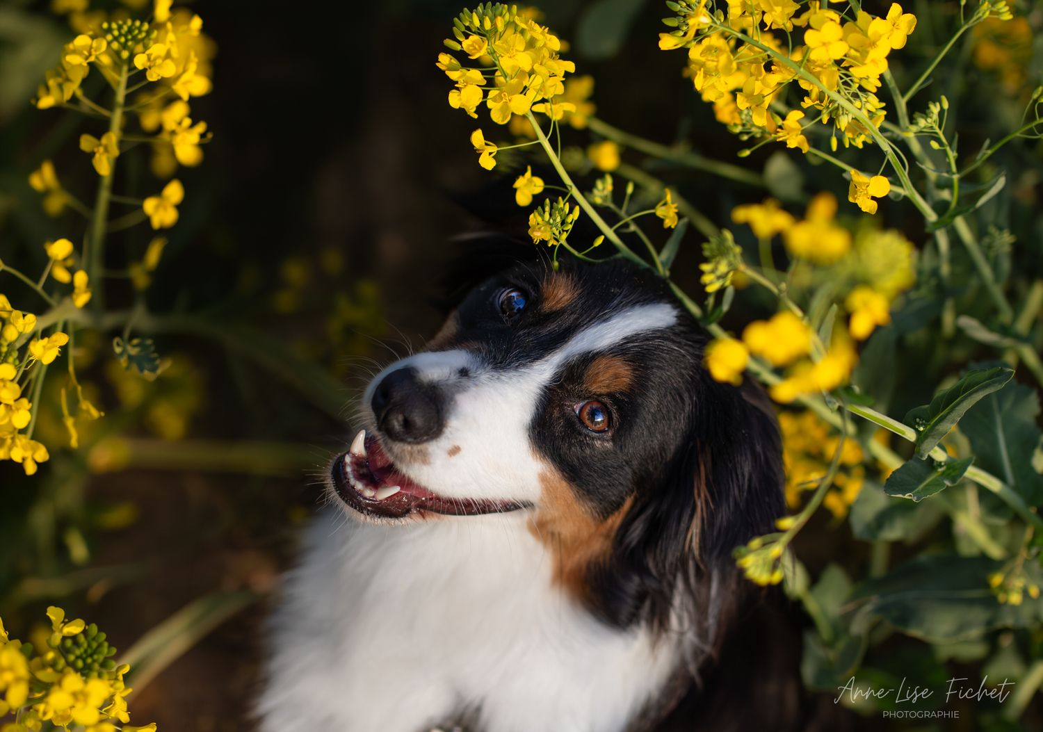 Un joyeux berger australien aux yeux bleus est assis au milieu de fleurs sauvages d'un jaune éclatant, dans un cadre extérieur ensoleillé.