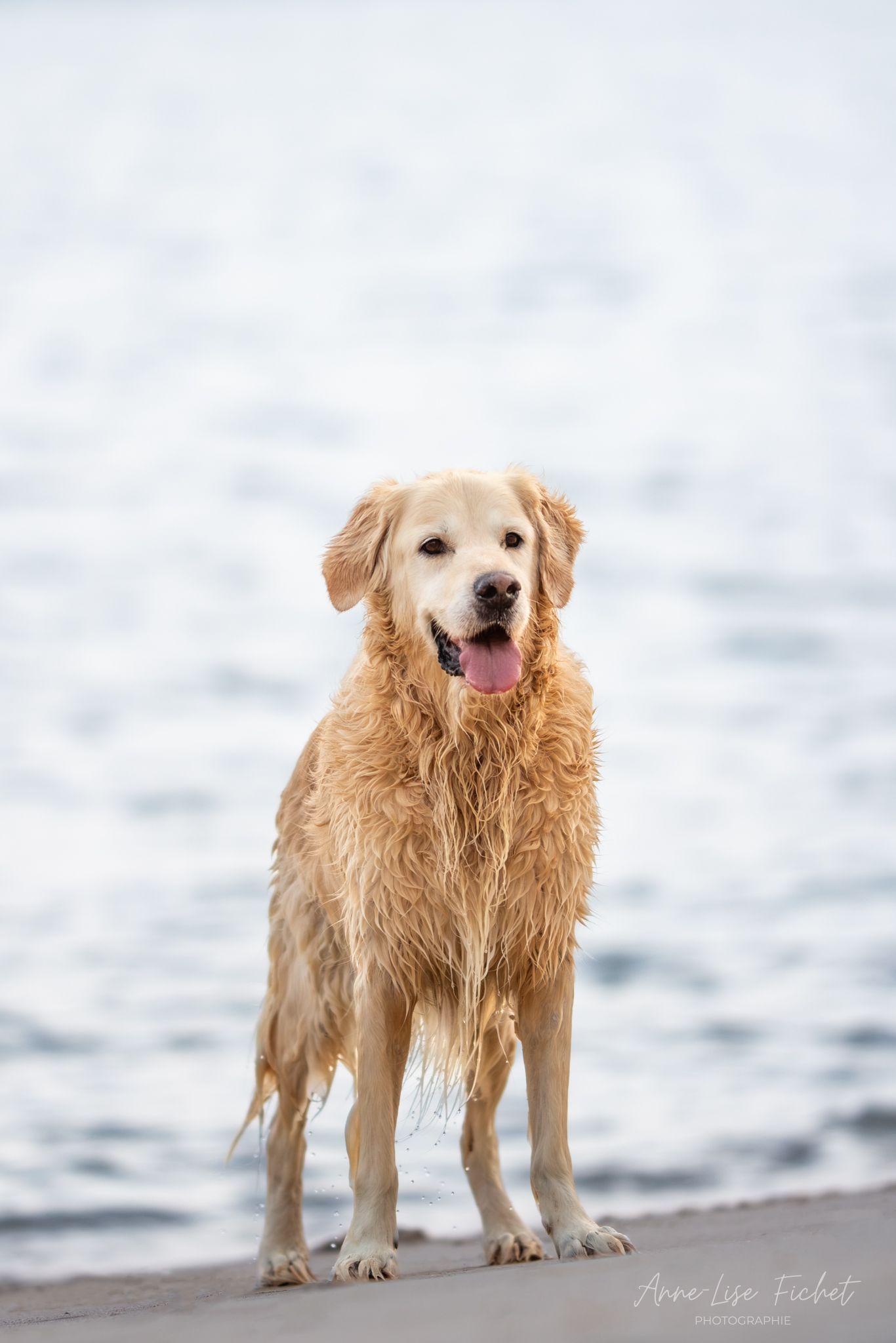 Wet golden retriever standing on a sandy beach shore with calm blue water in the background.