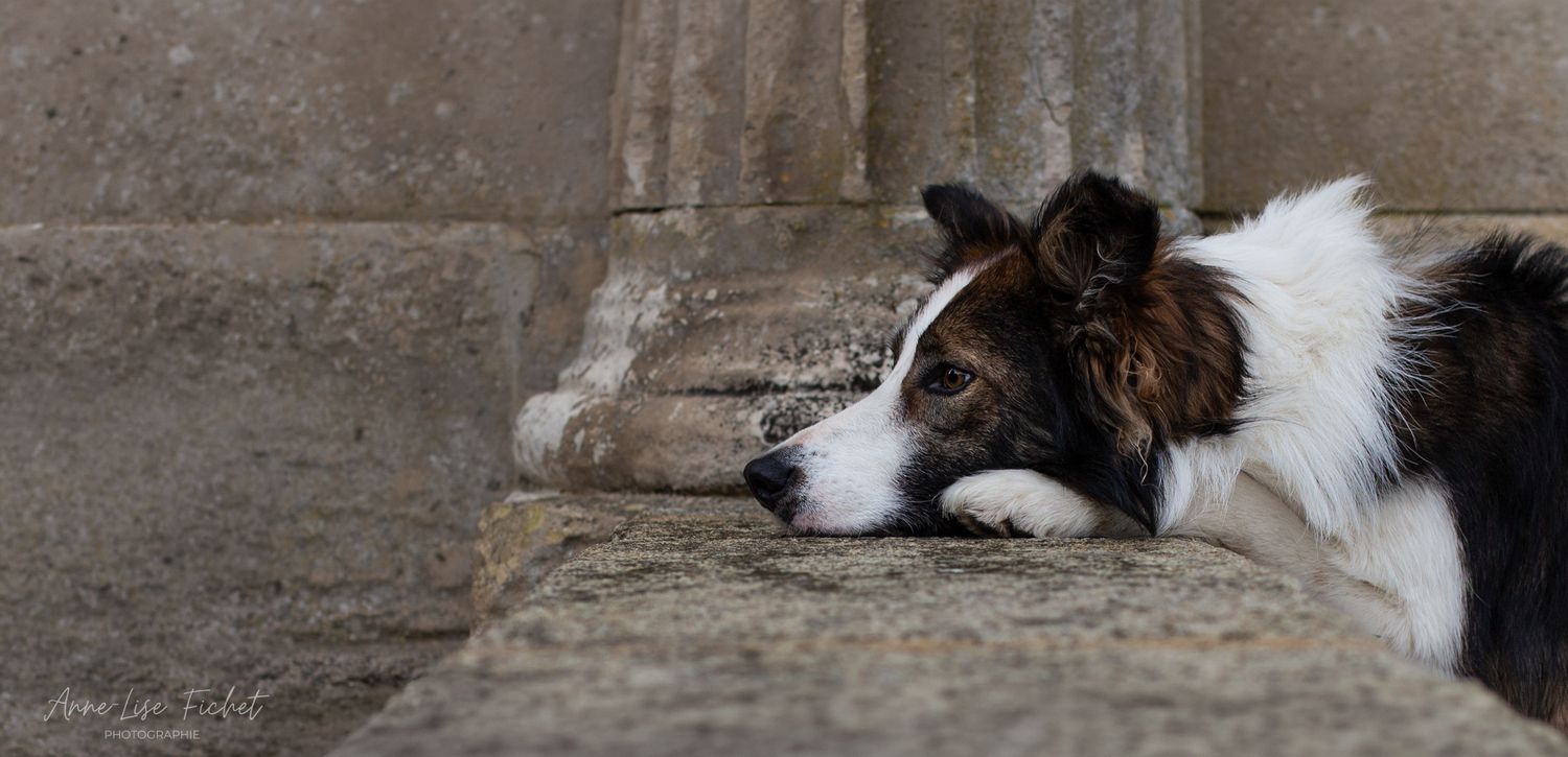 Border collie - Urbain - Parthenay