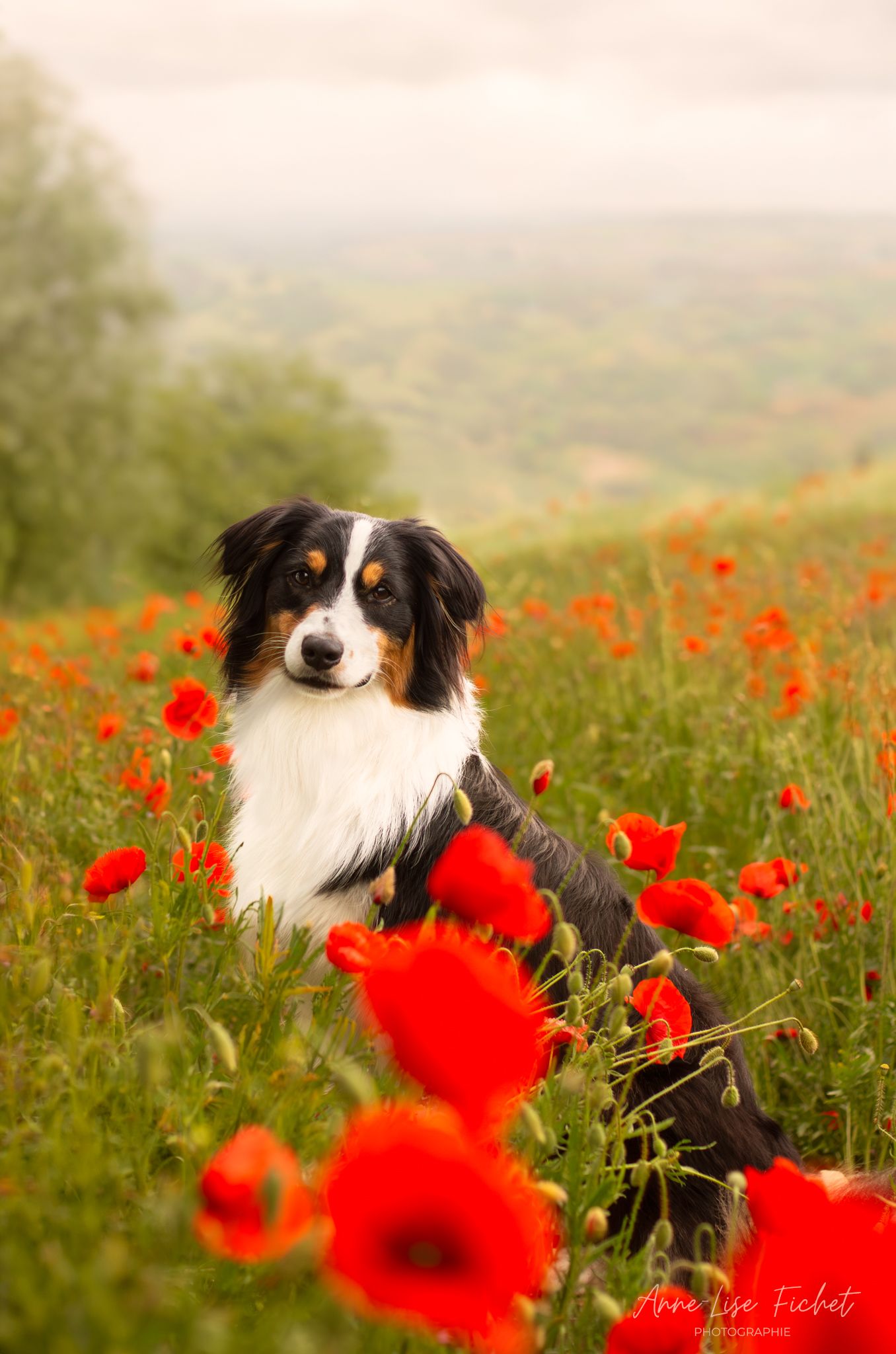 Berger australien - Champ de coquelicots