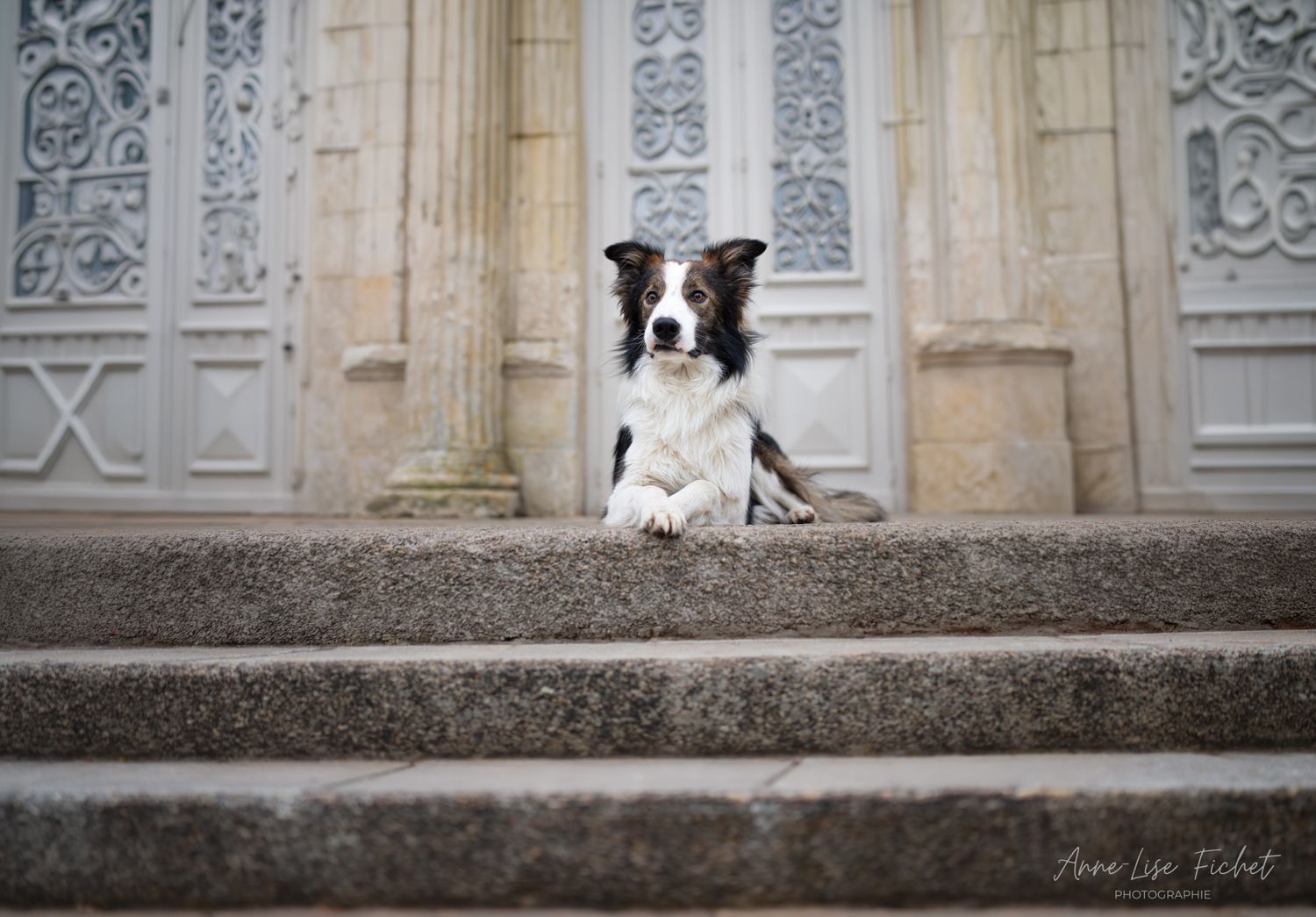 Border collie - Urbain - Parthenay