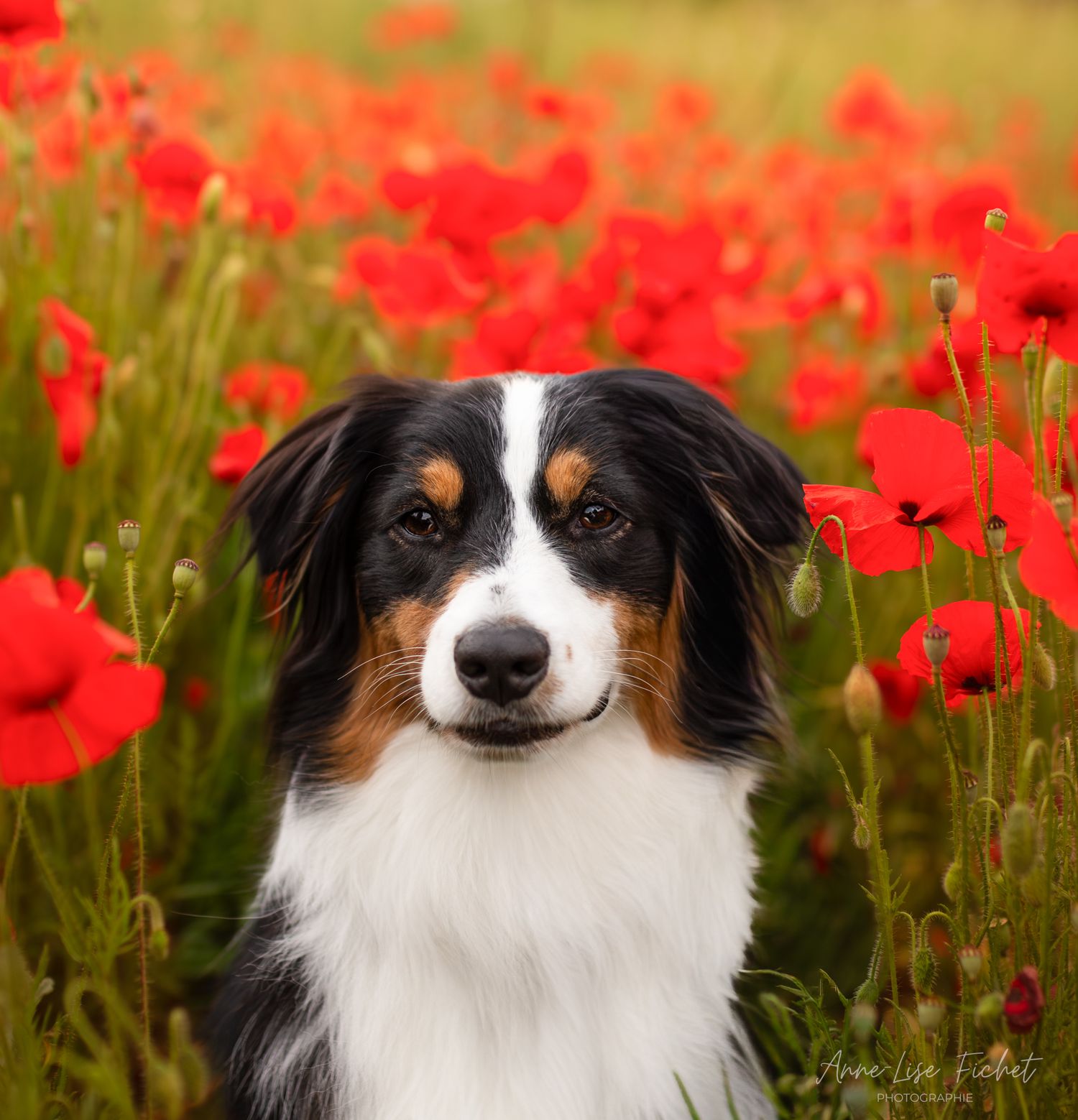 Berger australien - Champ de coquelicots