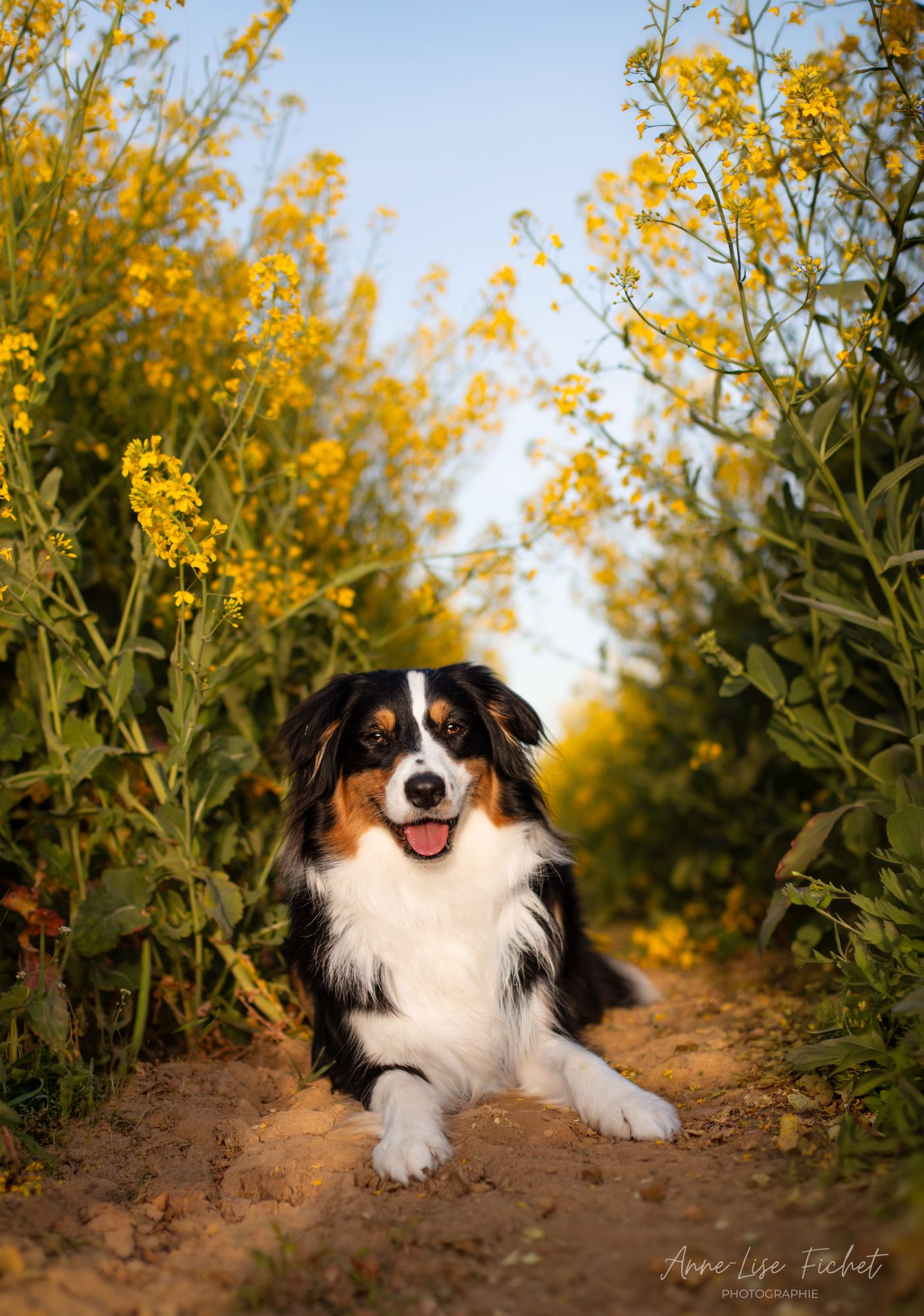 Un berger australien tricolore allongé sur un chemin de terre, entouré de fleurs de colza d'un jaune éclatant, sous un ciel bleu.