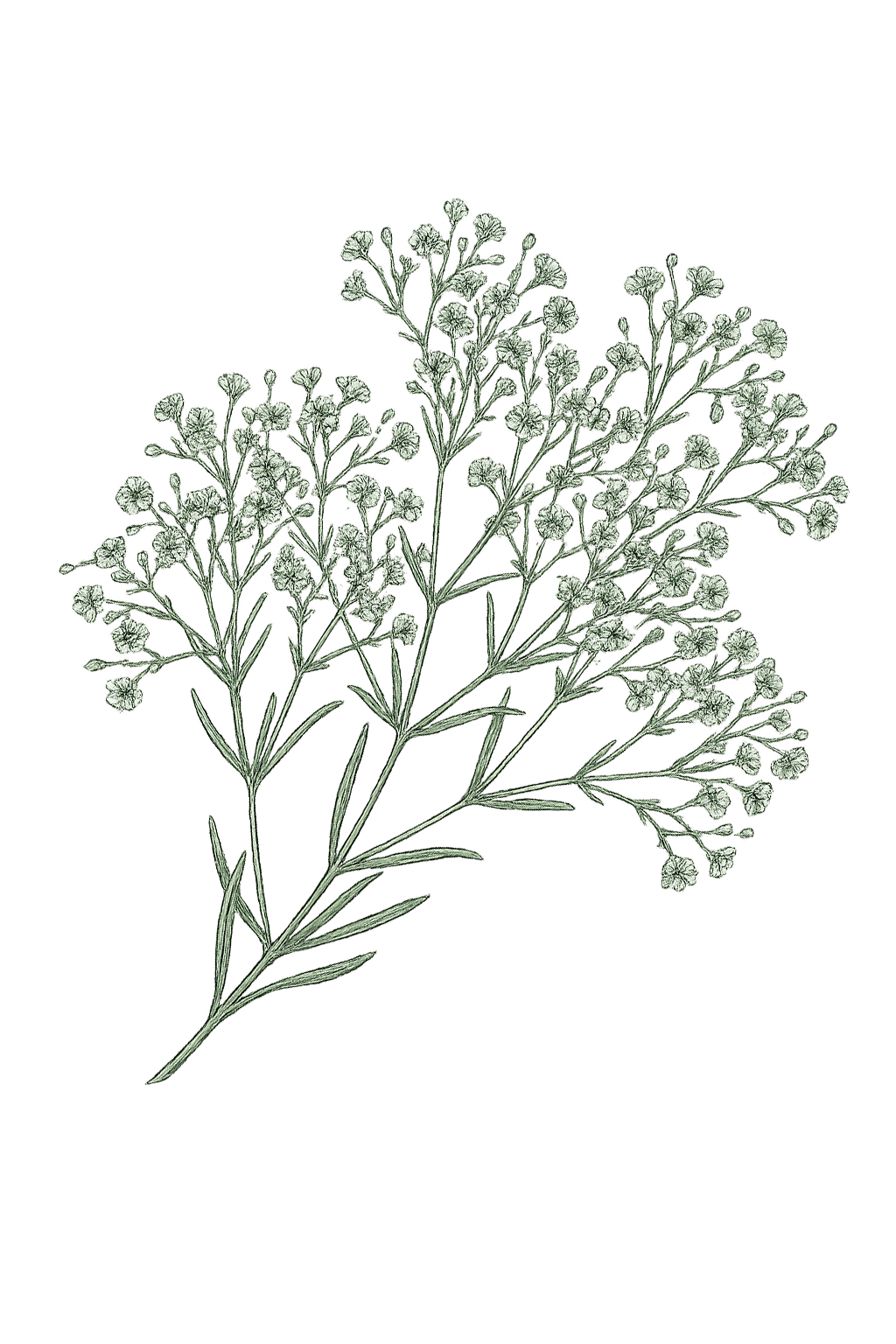 Delicate green botanical illustration of baby's breath gypsophila branch with tiny flowers on white background.