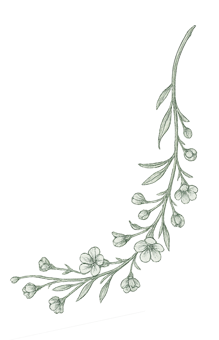 Delicate botanical pencil sketch of a flowering branch with small blossoms and buds.