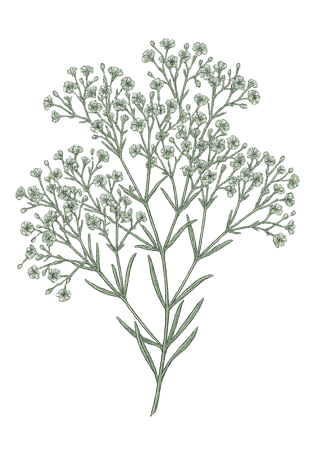 Elegant green line art drawing of gypsophila baby's breath bouquet with small blooms on white background.