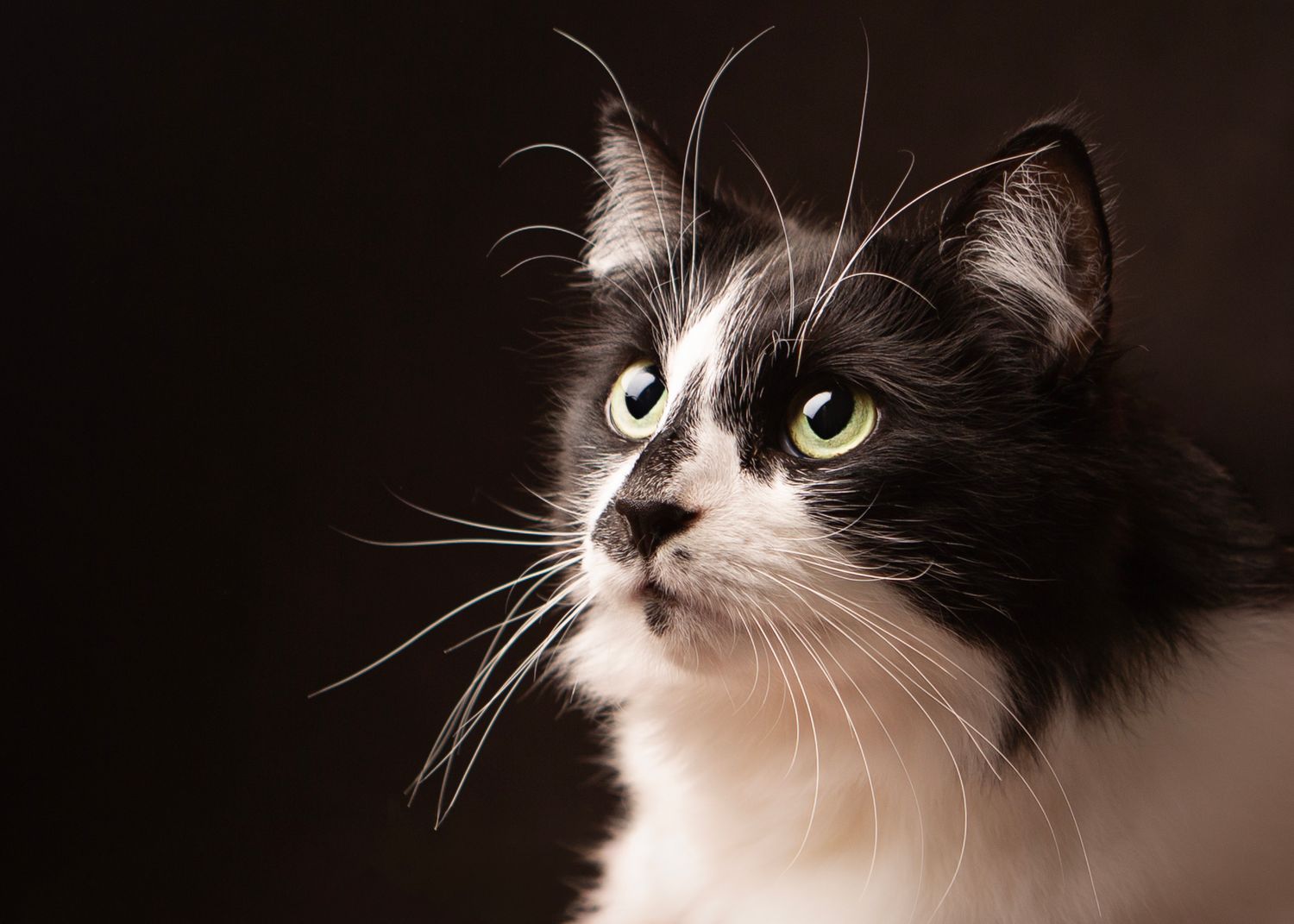 A striking black and white tuxedo cat with bright green eyes and long whiskers gazes upward against a dark background in Kidderminster