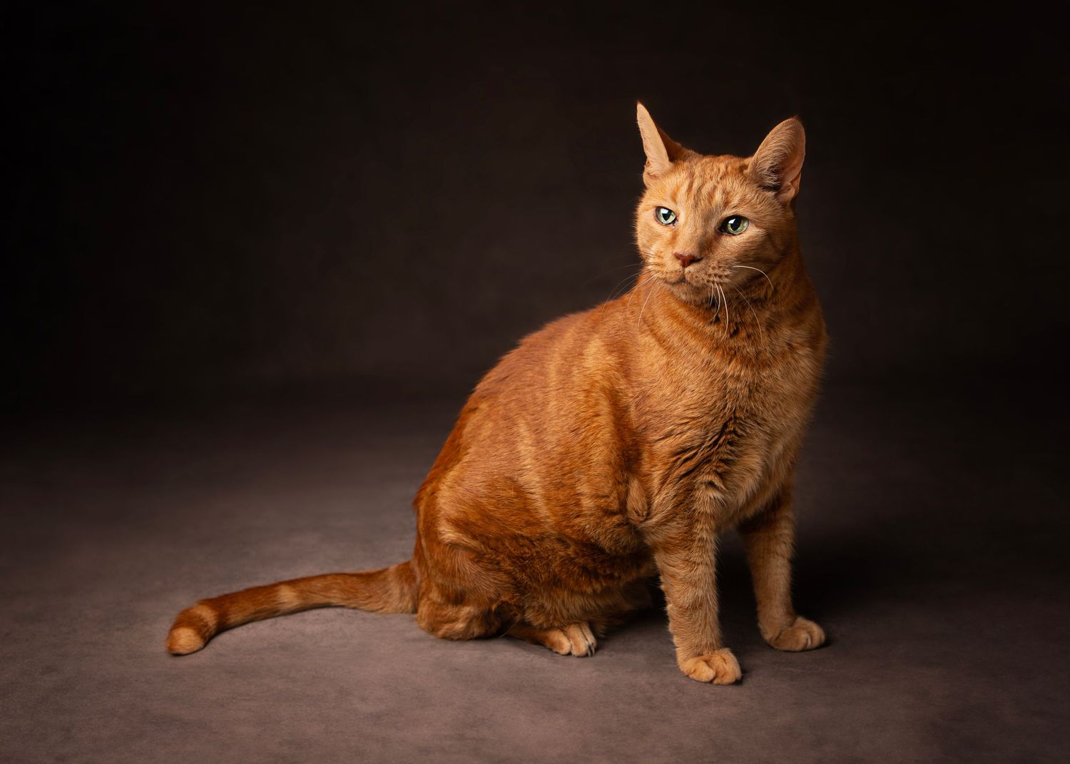 A sleek orange tabby cat with blue eyes sits upright and alert against a dark grey studio background in the West Midlands