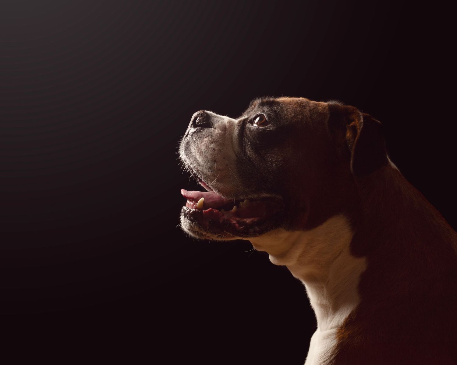 Dramatic side profile portrait of a Boxer dog against a dark background  in Birmingham