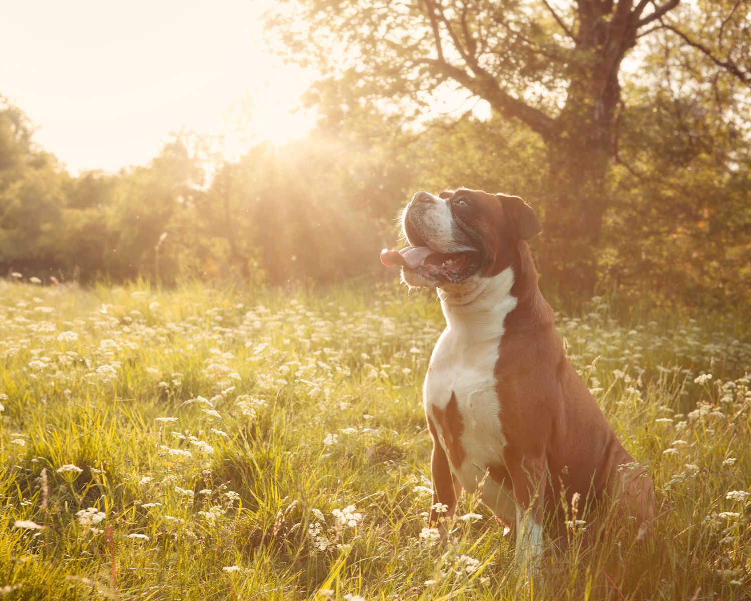 A majestic Boxer dog sits in a flower-filled meadow in Birmingham, bathed in warm golden sunlight