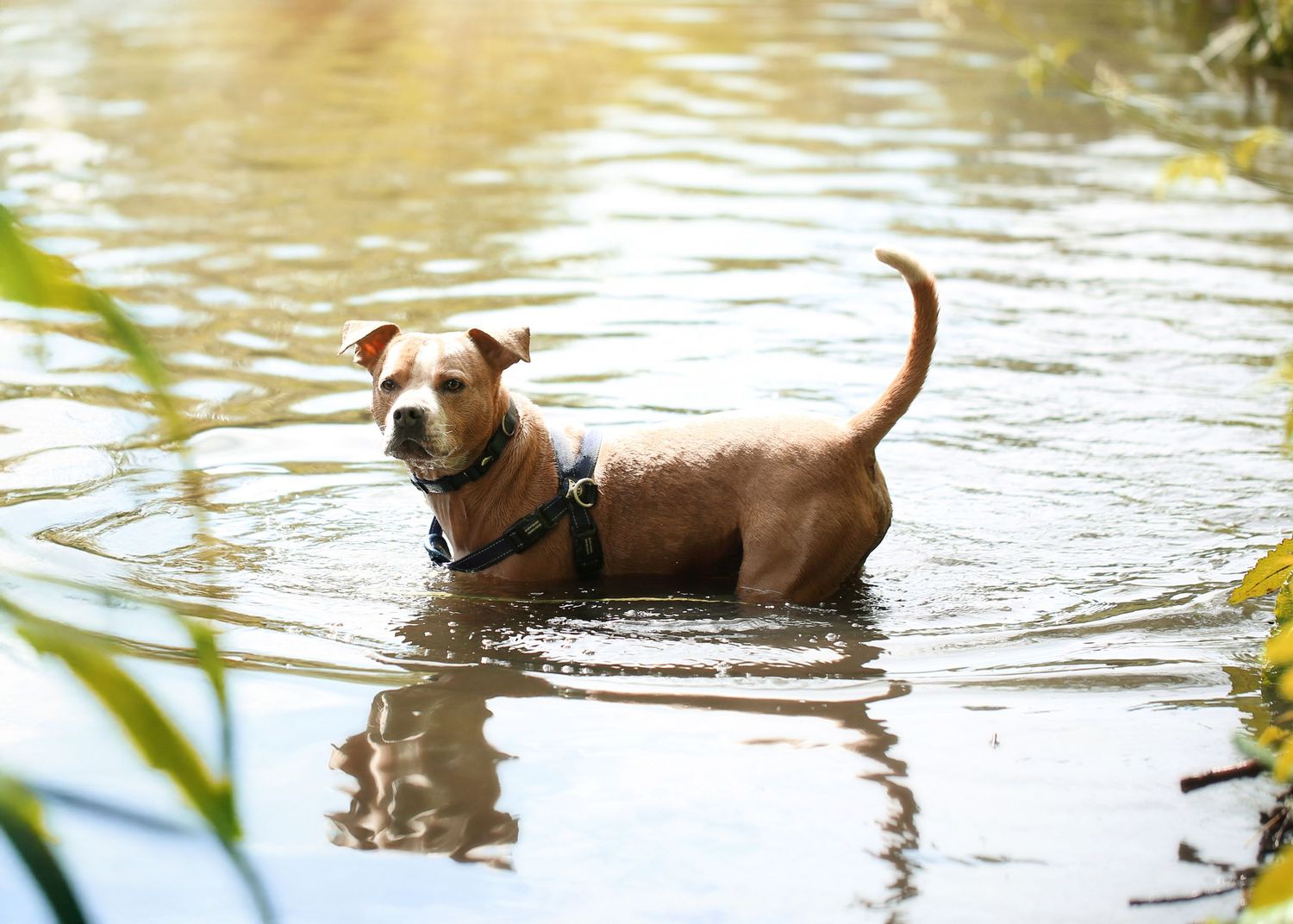 Brown dog wearing harness standing in shallow river water surrounded by nature  in Birmingham