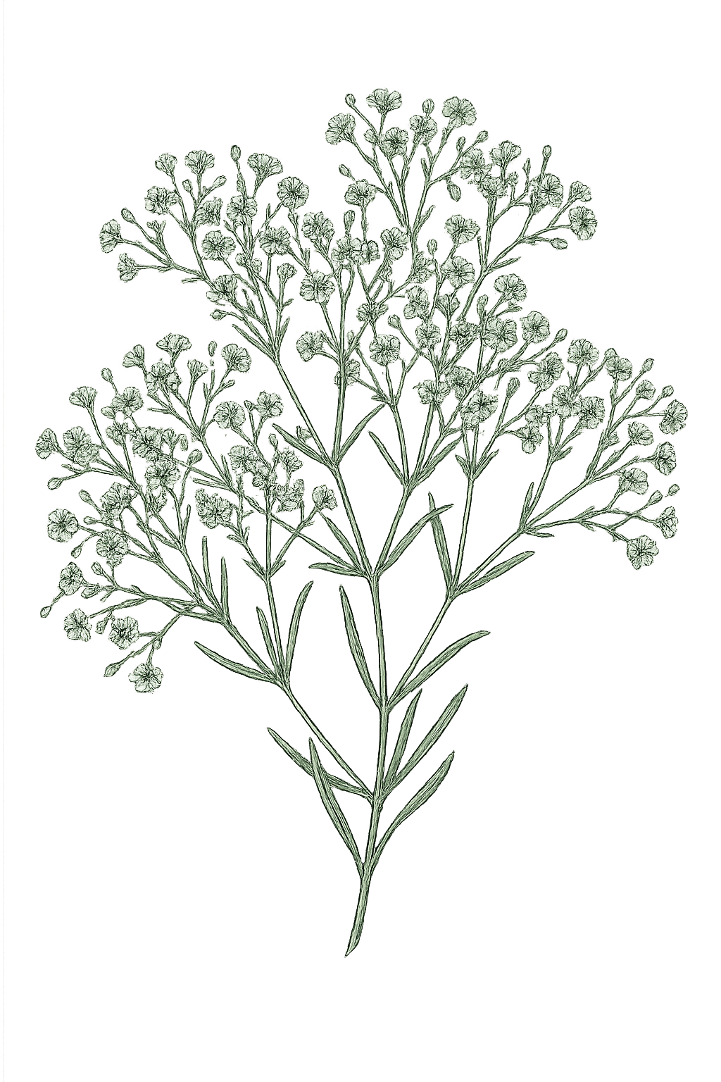 Elegant green botanical illustration of baby's breath flowers on a white background.