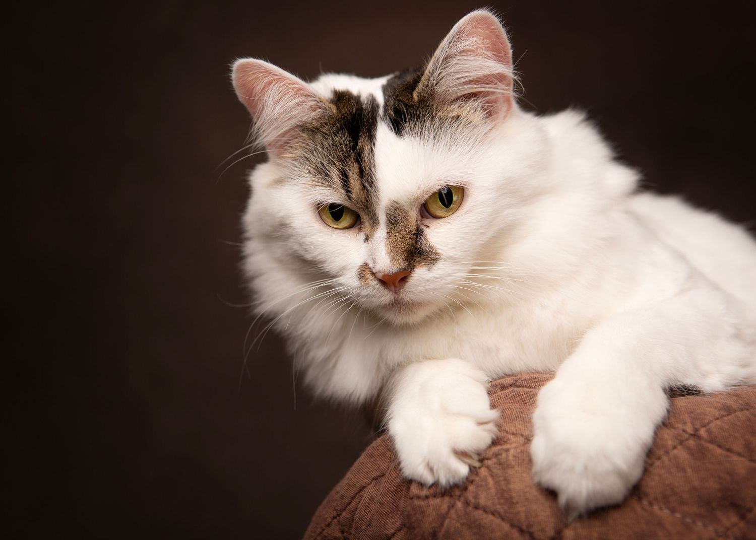 A fluffy white and grey cat with golden eyes rests regally on a brown surface against a dark background in the West Midlands
