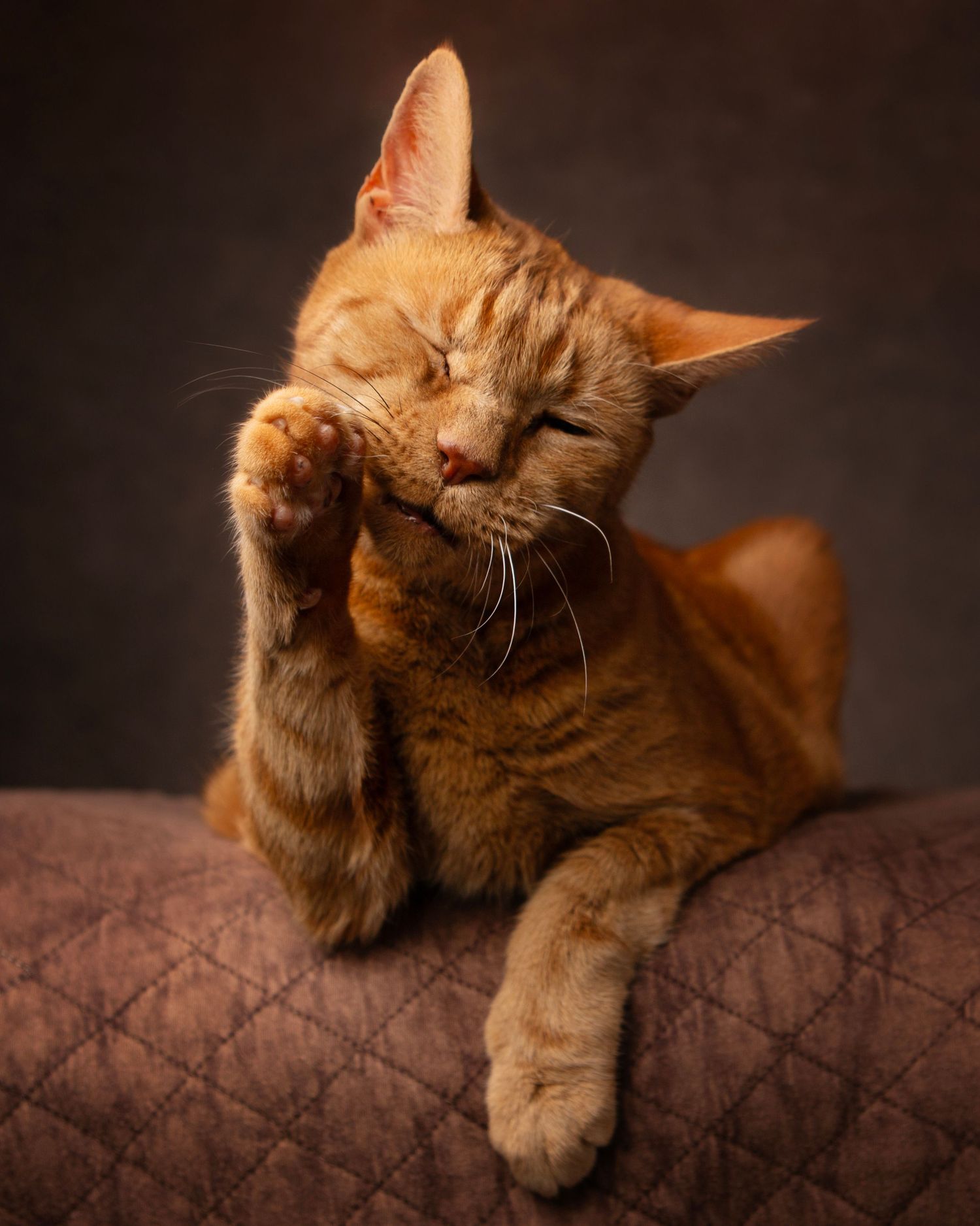 An orange tabby cat grooms itself, licking its raised paw with eyes closed, resting on a quilted brown surface in the West Midlands