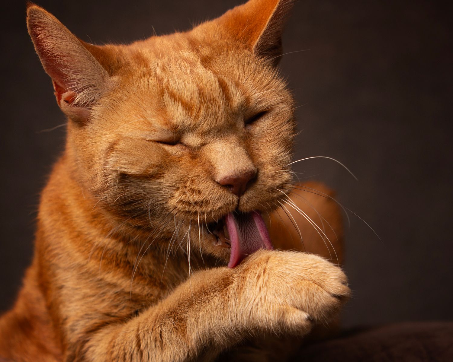 Orange tabby cat grooming itself with eyes closed against a dark background  in Birmingham