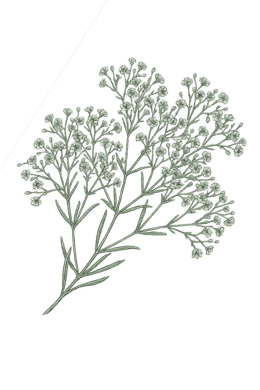 Delicate green line art illustration of baby's breath wildflowers on white background.