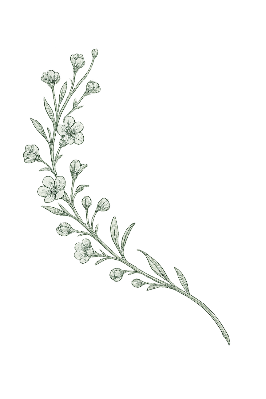Minimalist green botanical sketch of a curved wildflower branch with small blooms and buds on white.