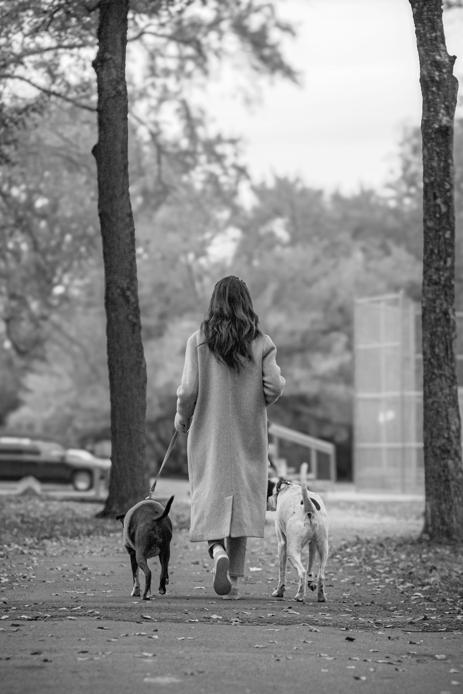 Woman walking her two dogs down a tree-lined path, black and white
