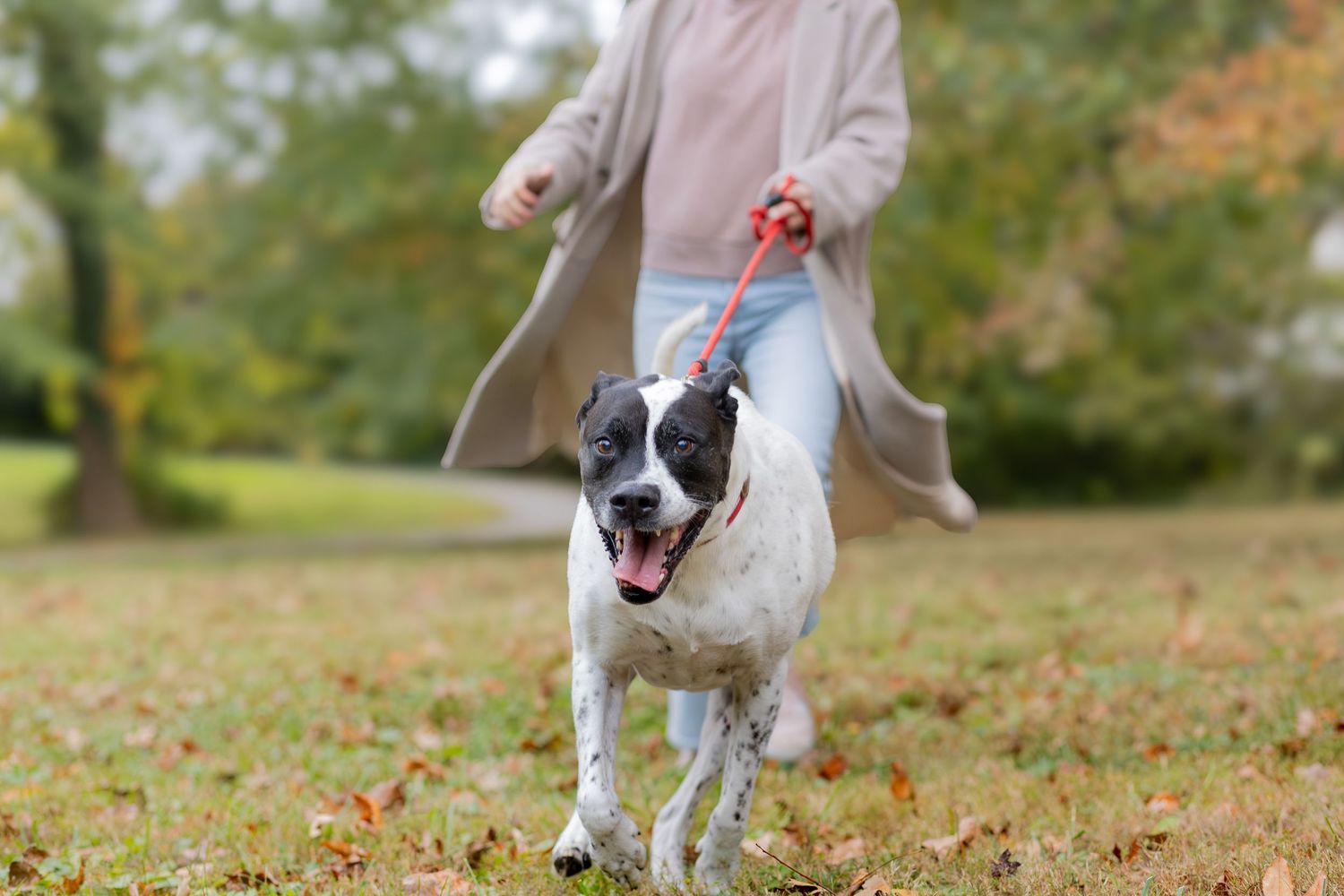 Dog in a sweater walking beside its owner in the park